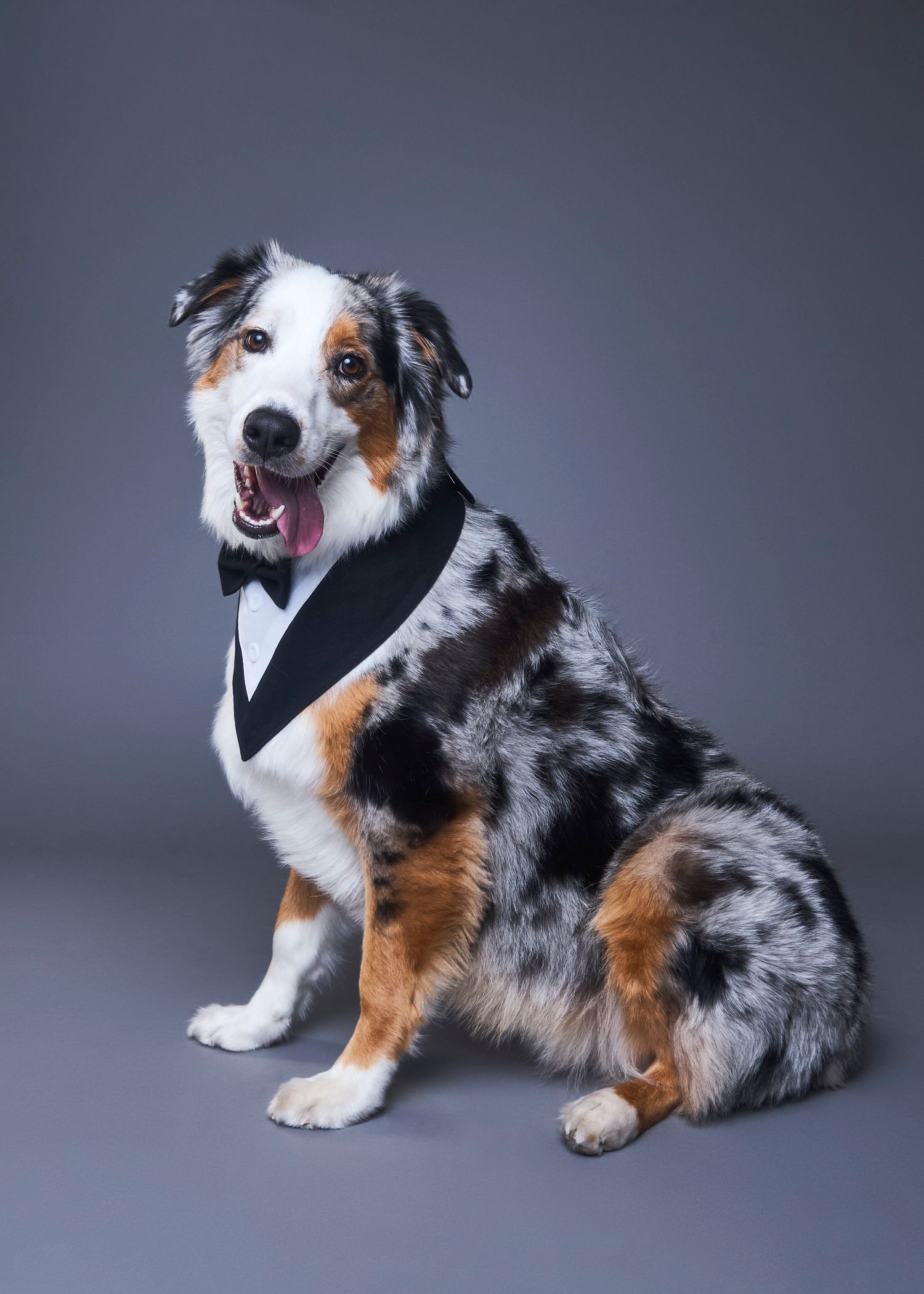 An Australian Shepherd dog wearing a black tuxedo bow tie sits formally against a gray studio background.