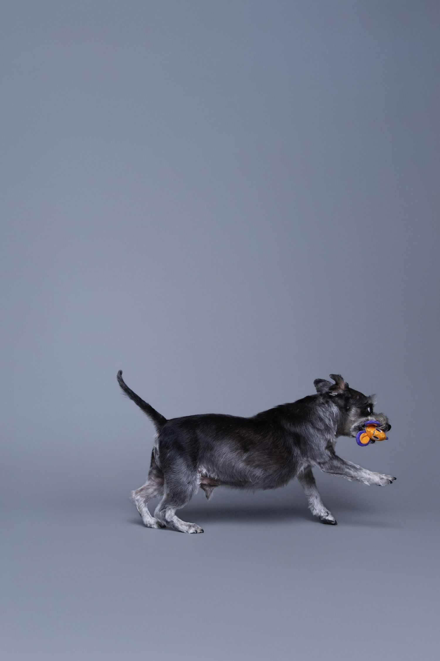 Black schnauzer dog running with an orange toy in its mouth against a gray studio background.
