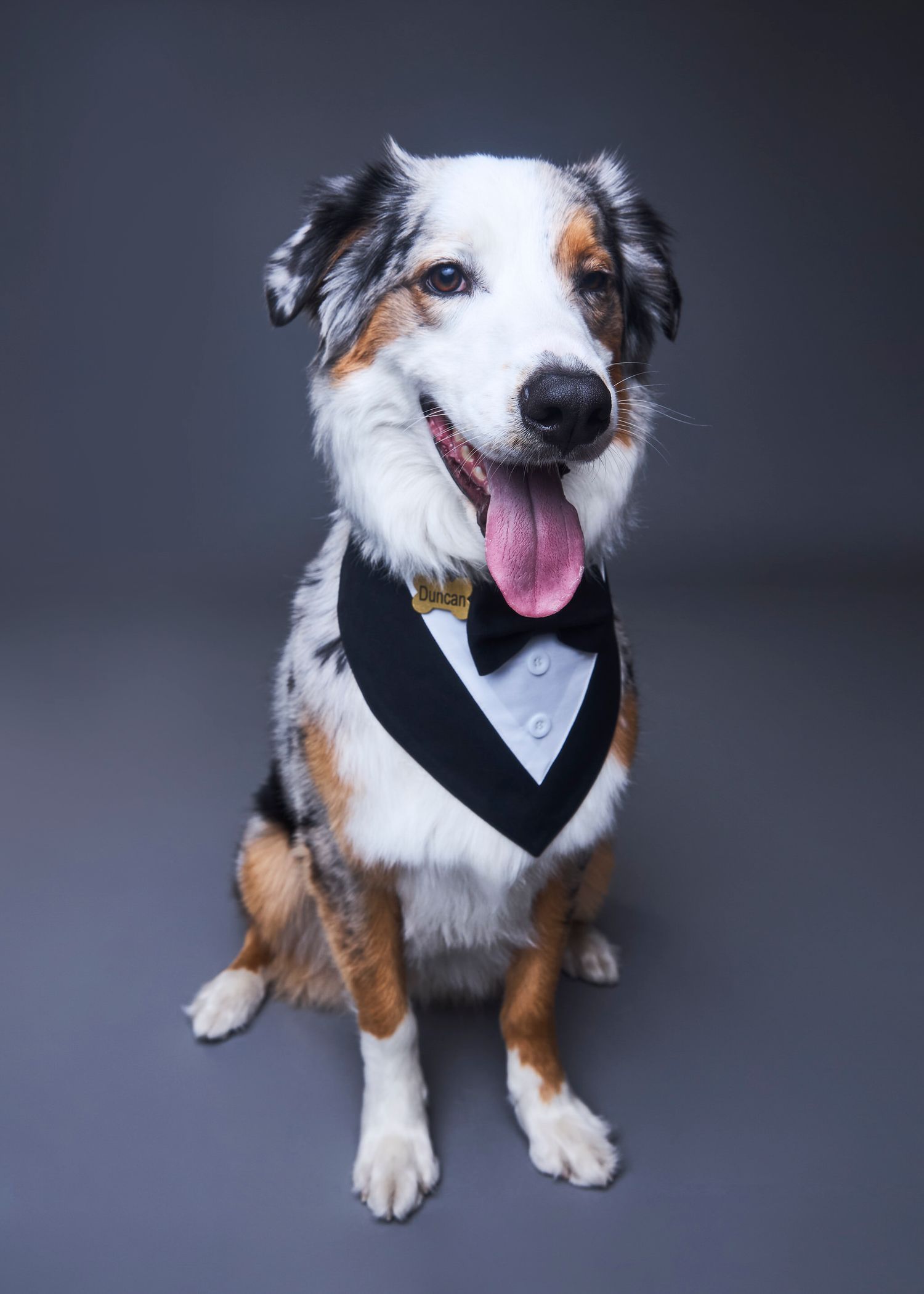 An Australian Shepherd dog wearing a tuxedo bandana sits proudly against a gray studio background with tongue out.