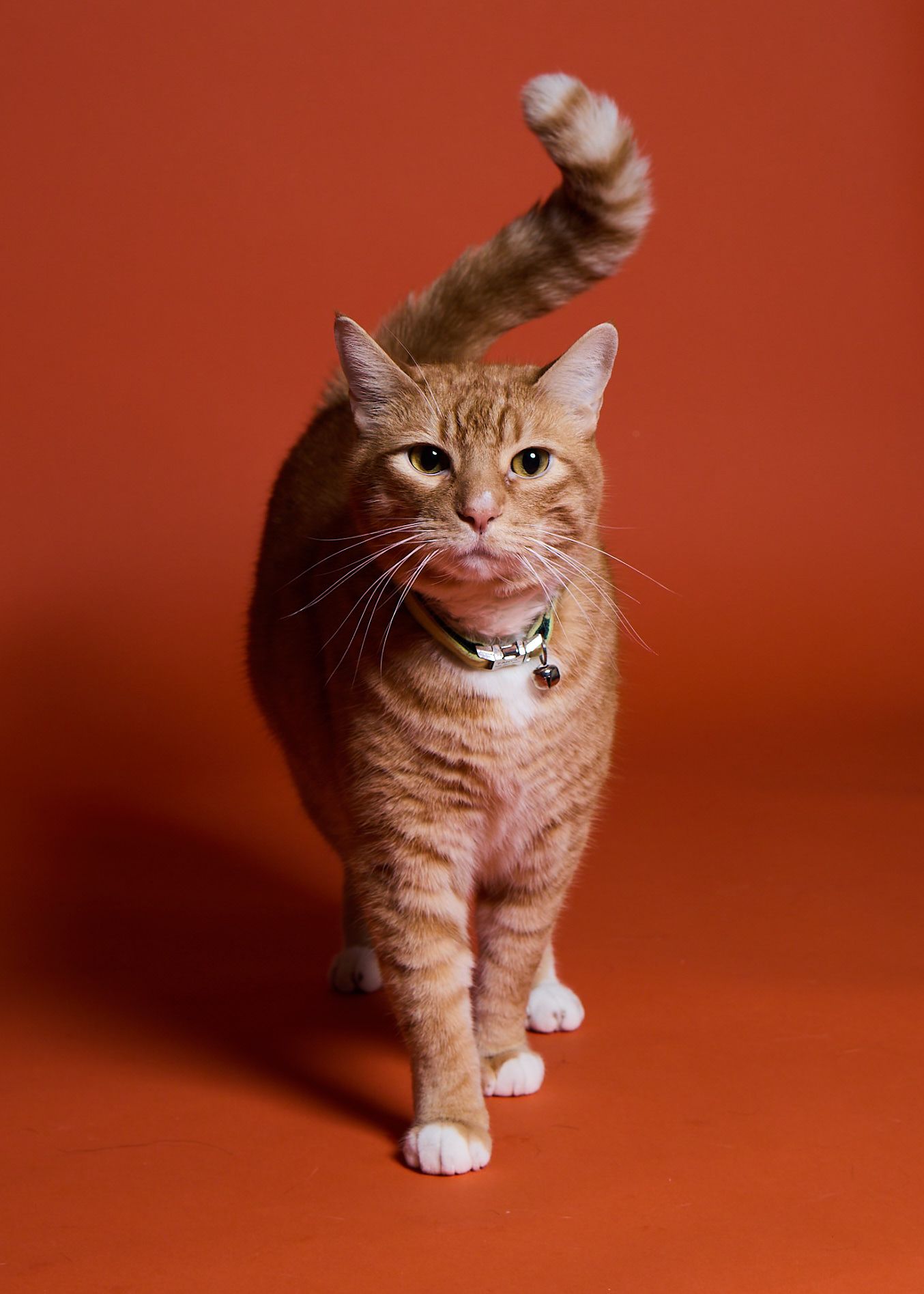 An orange tabby cat with white paws and a collar walks toward the camera against a bold red-orange background.