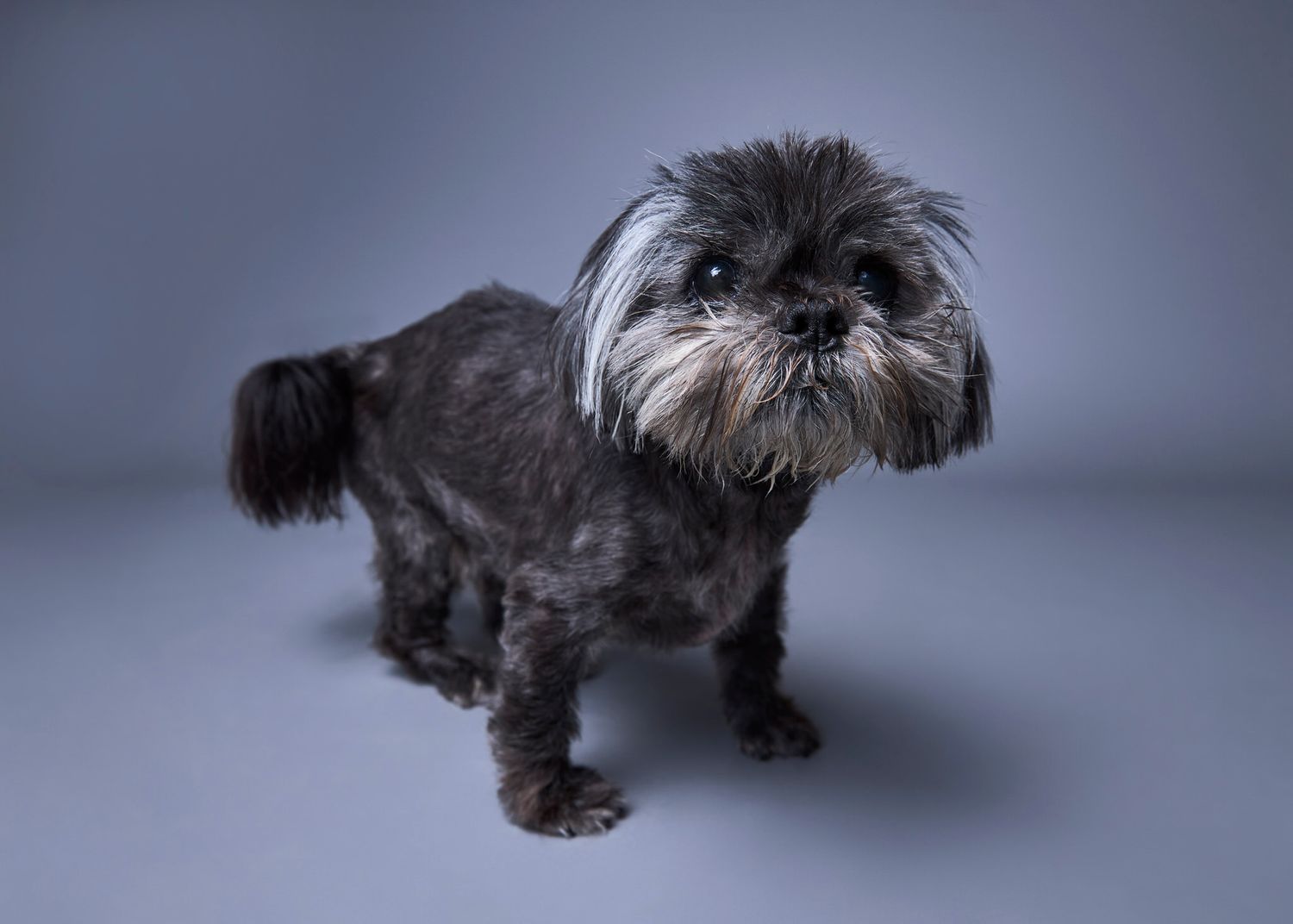Small dark gray Shih Tzu dog standing in a studio with a blue-gray background, looking alert and fluffy.