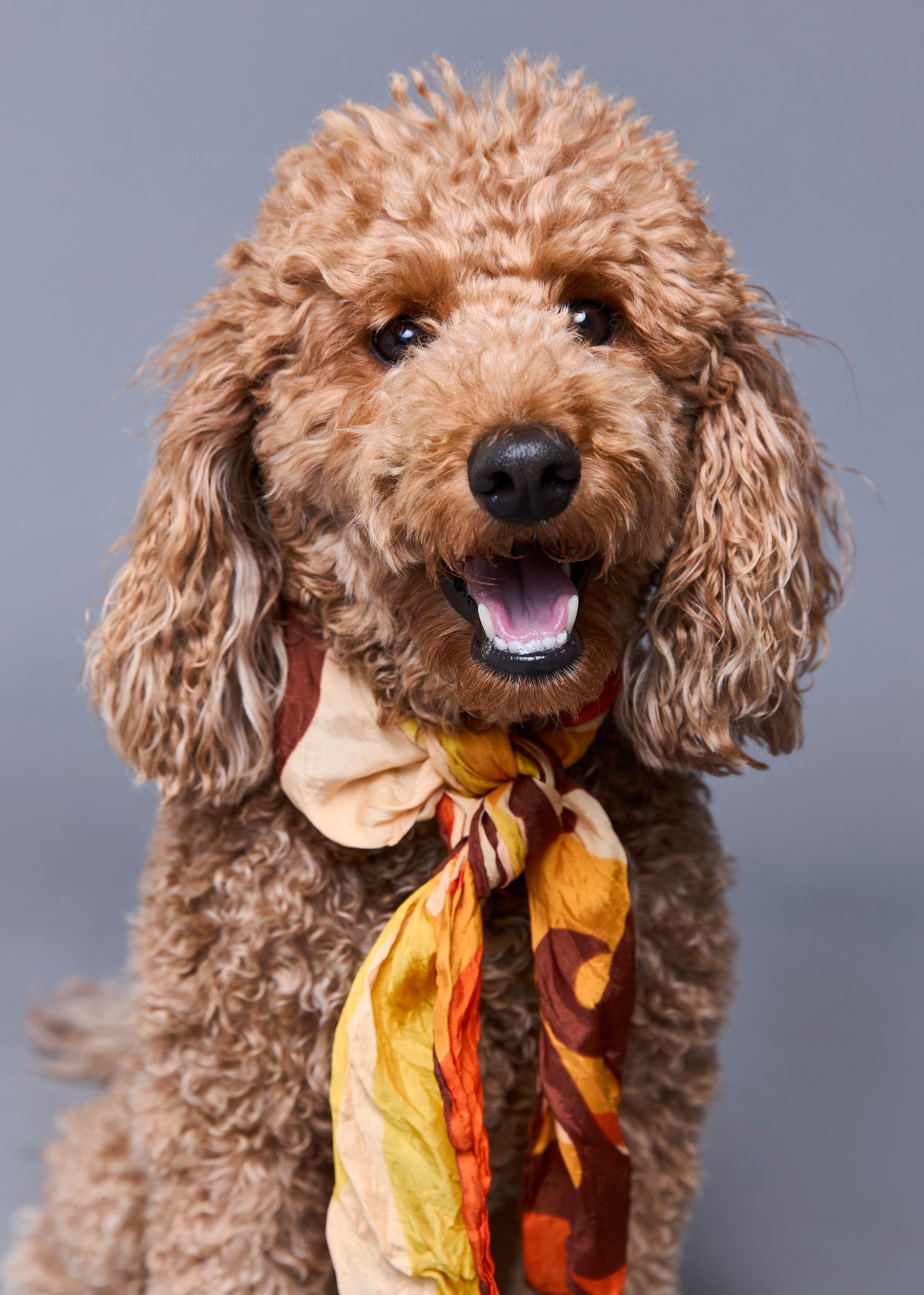 A fluffy brown poodle wearing a colorful autumn-themed scarf sits against a gray background, mouth open in a happy expression.