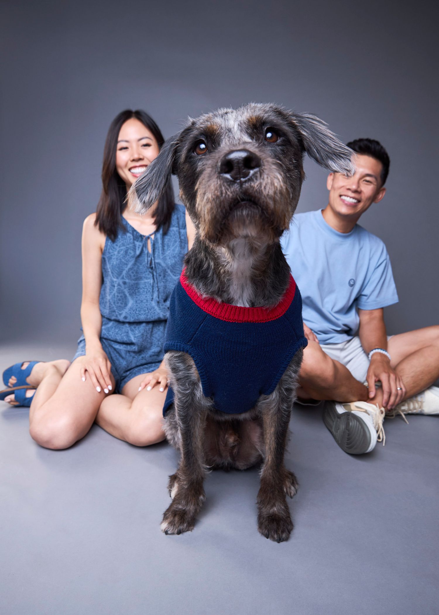 A gray terrier dog in a navy sweater poses with a smiling Asian couple sitting on a studio floor.