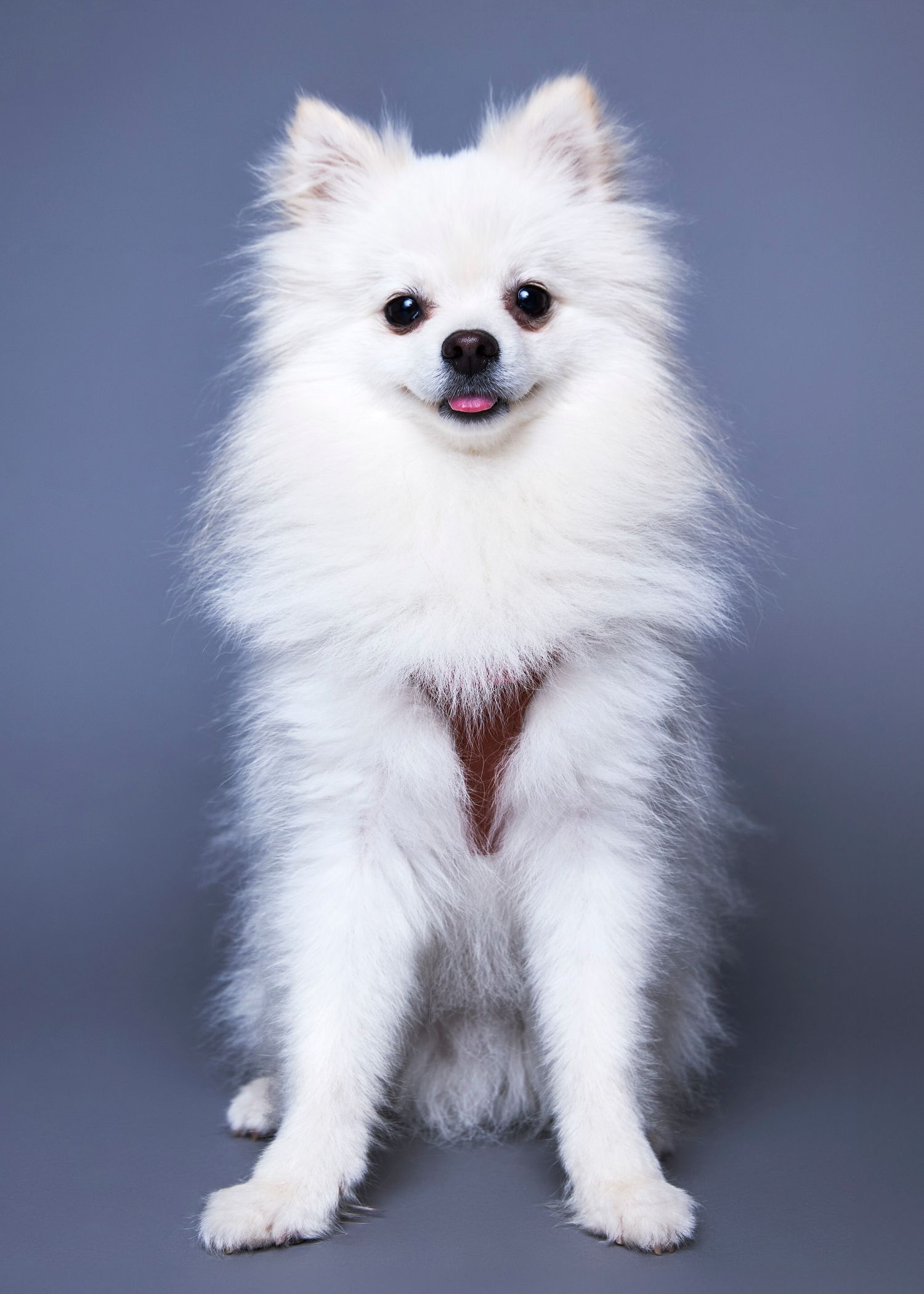 A fluffy white Pomeranian dog sitting upright against a gray background, smiling with tongue slightly out.