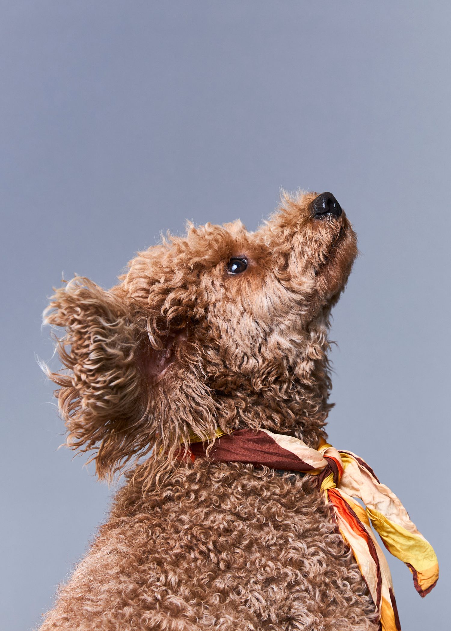 A fluffy brown poodle wearing a colorful scarf looks upward against a clear gray sky.