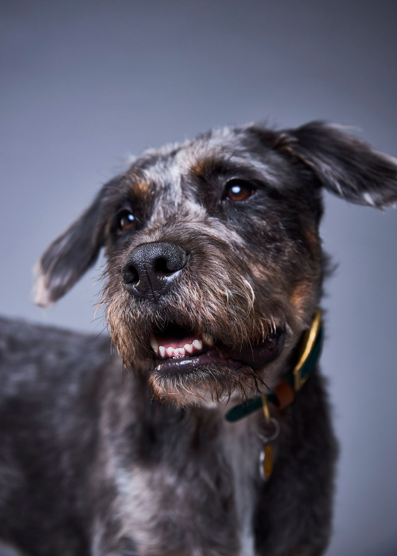 A scruffy gray and black mixed-breed dog wearing a green collar looks alert against a gray studio background.