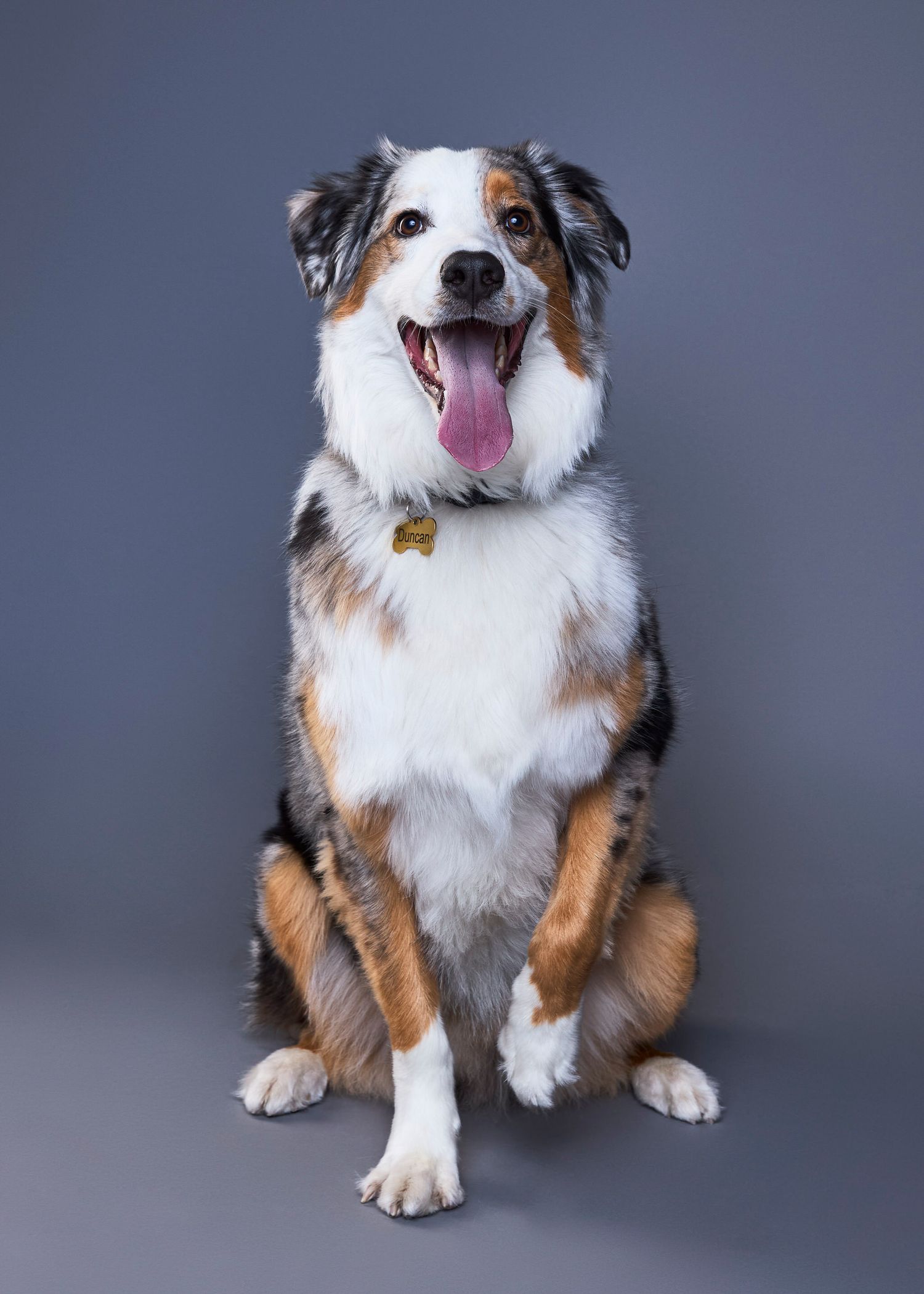 Happy Australian Shepherd dog sitting upright with tongue out against a gray studio background.