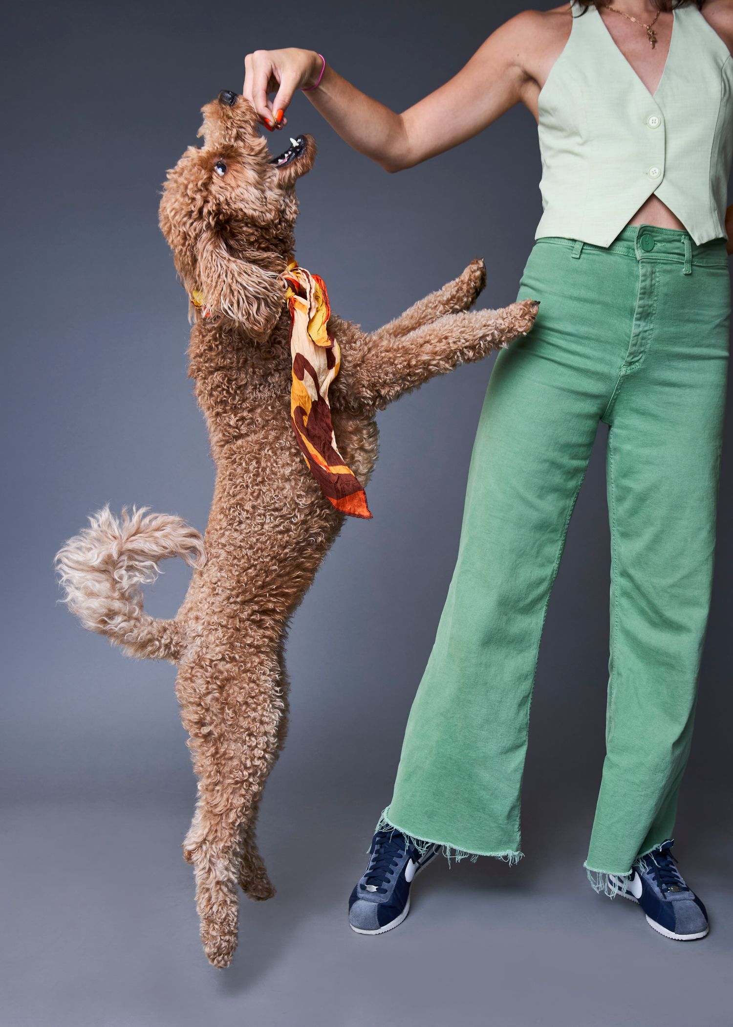A curly golden doodle stands on hind legs reaching for a toy held by a person in green wide-leg pants.