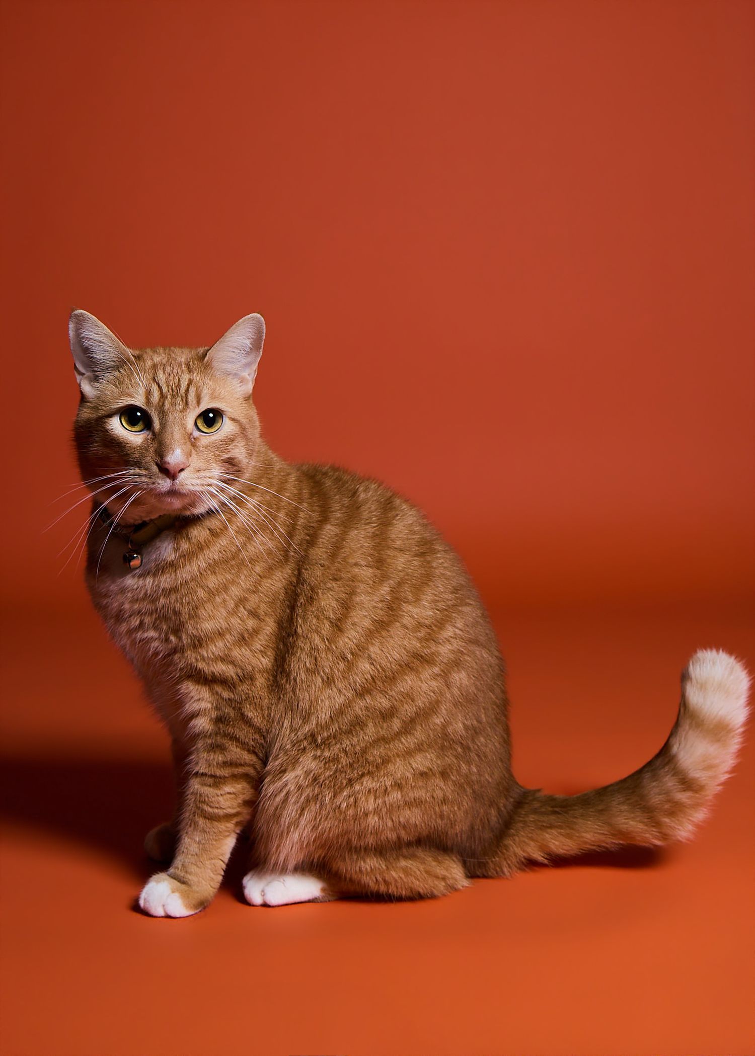 An orange tabby cat with white paws sits against a bold red-orange background, looking alert with green eyes.