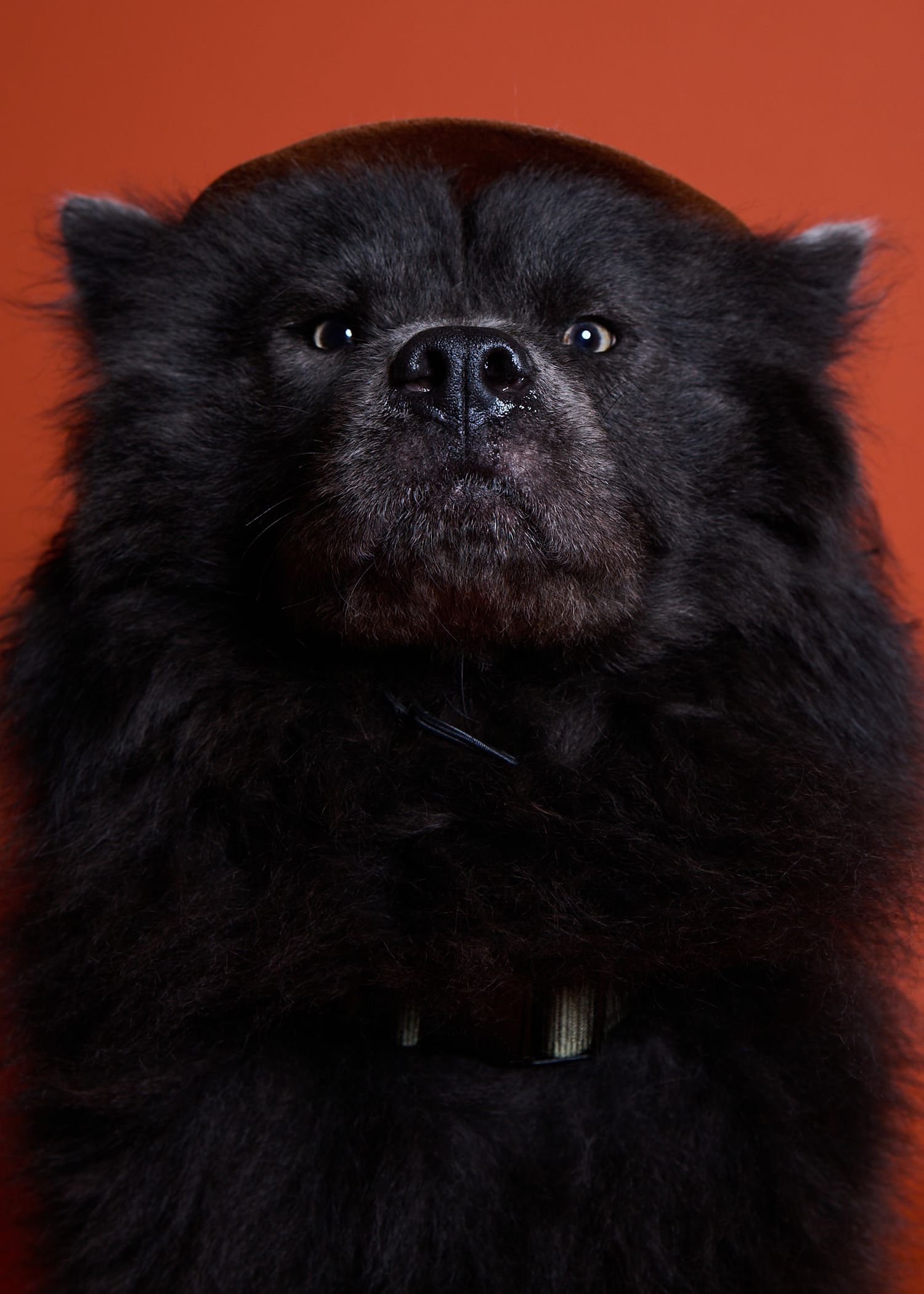 A fluffy black Chow Chow dog with a thick coat and collar poses against a vibrant orange-red background.