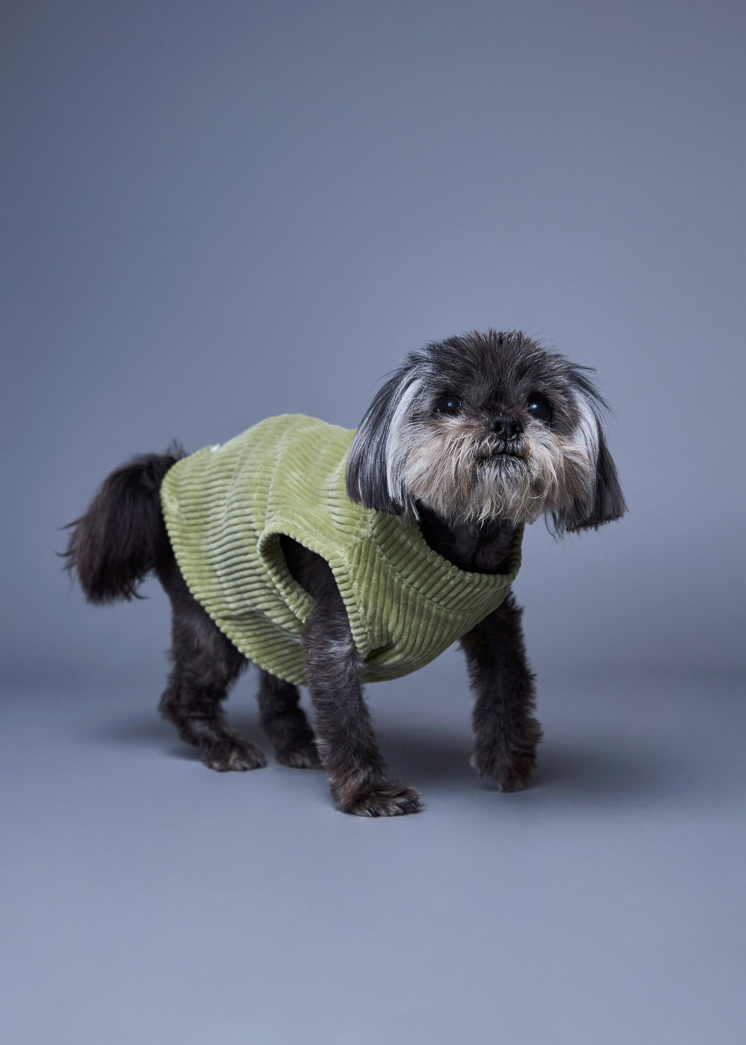 Small Shih Tzu dog wearing a green ribbed sweater vest, standing against a gray studio background.
