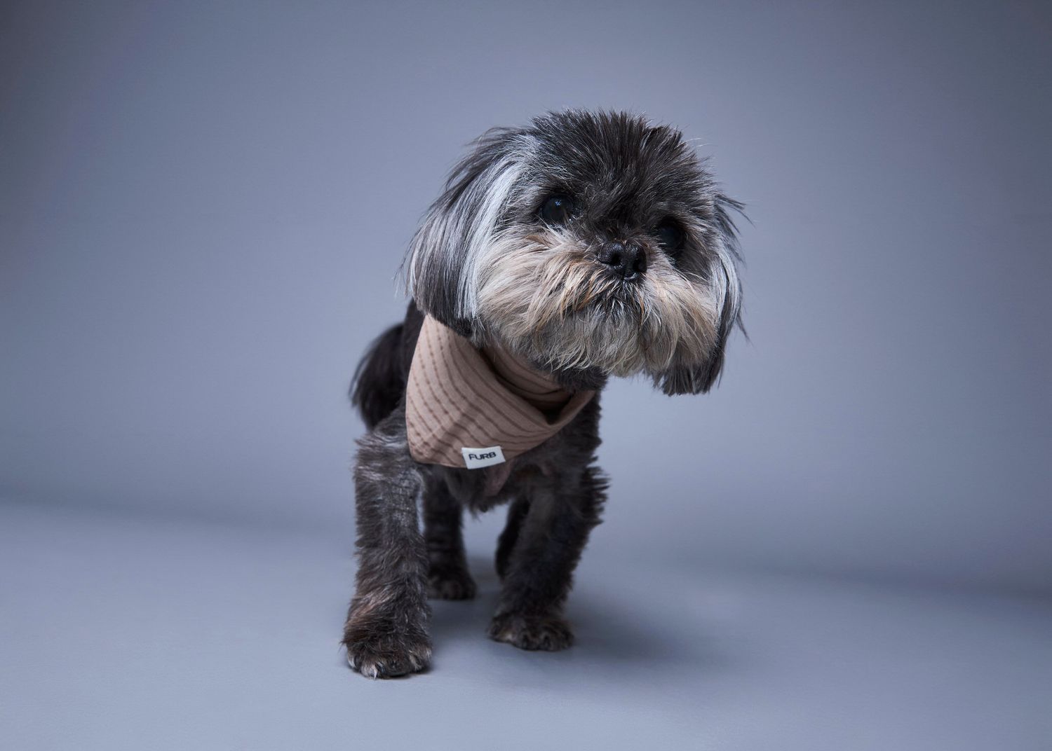 Small Shih Tzu dog wearing a tan ribbed vest sweater, posing against a gray studio background.