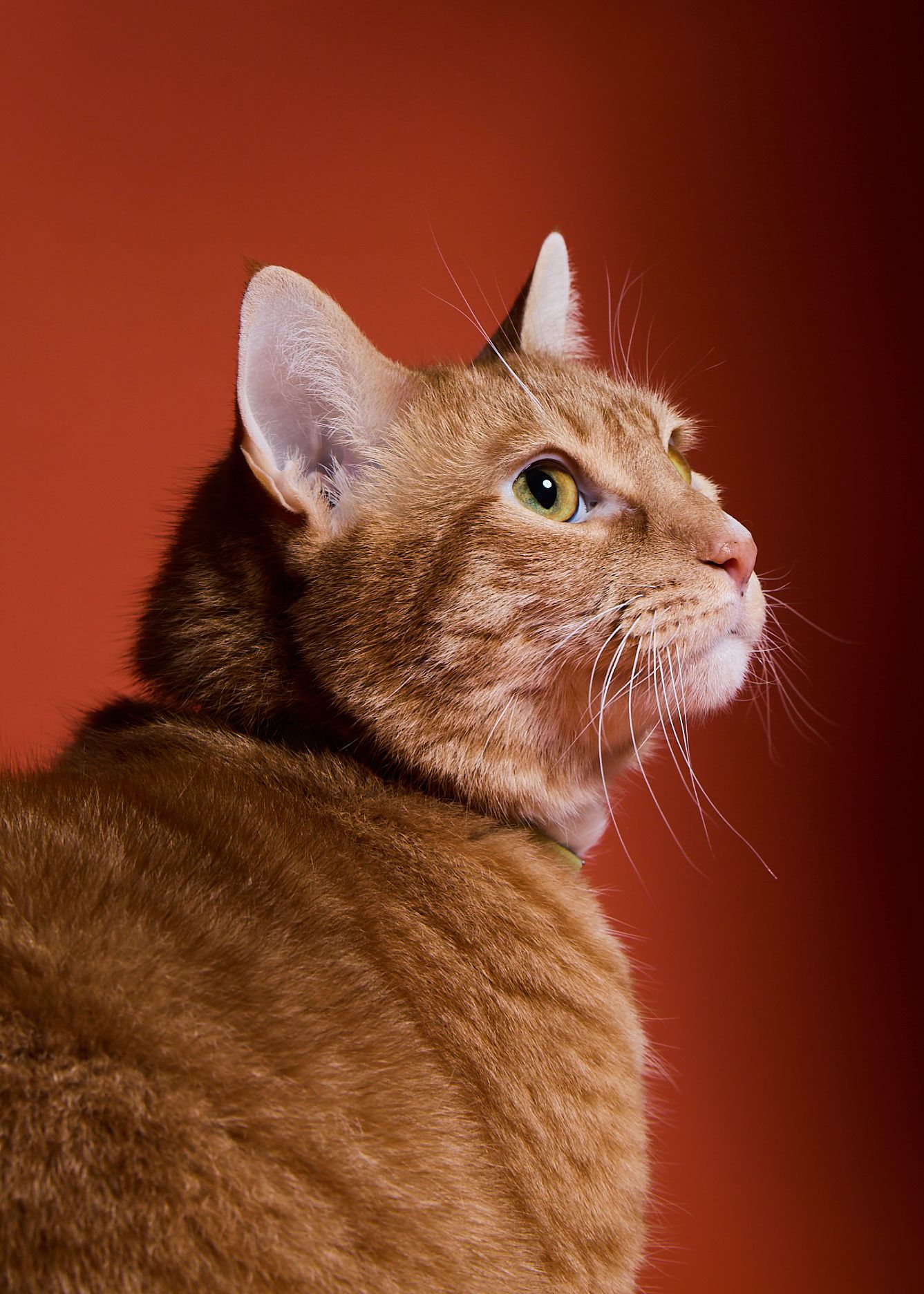 An orange tabby cat with bright yellow-green eyes gazes upward against a warm red background in a studio portrait.