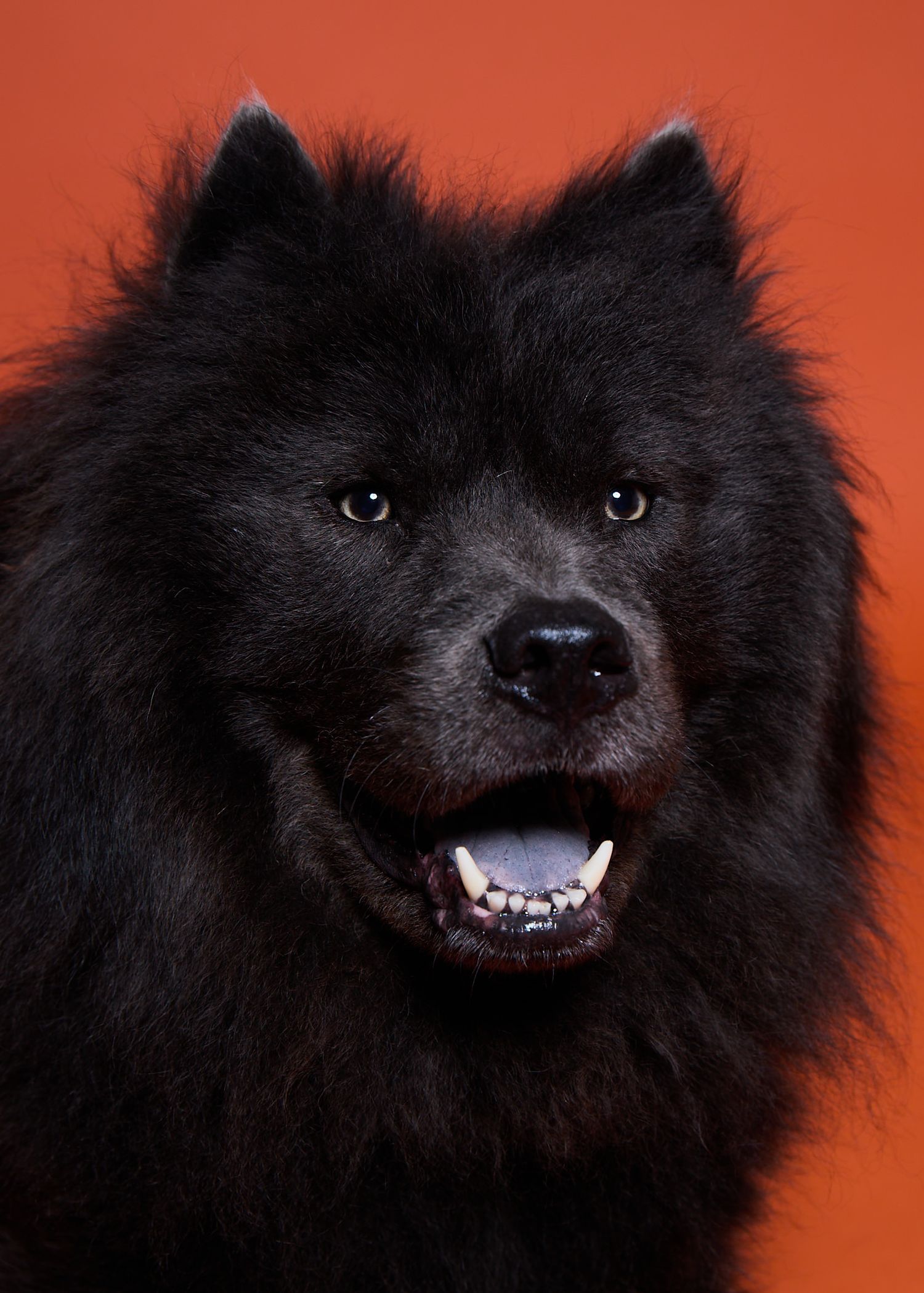 Fluffy black Chow Chow dog with open mouth showing teeth against vibrant orange background.