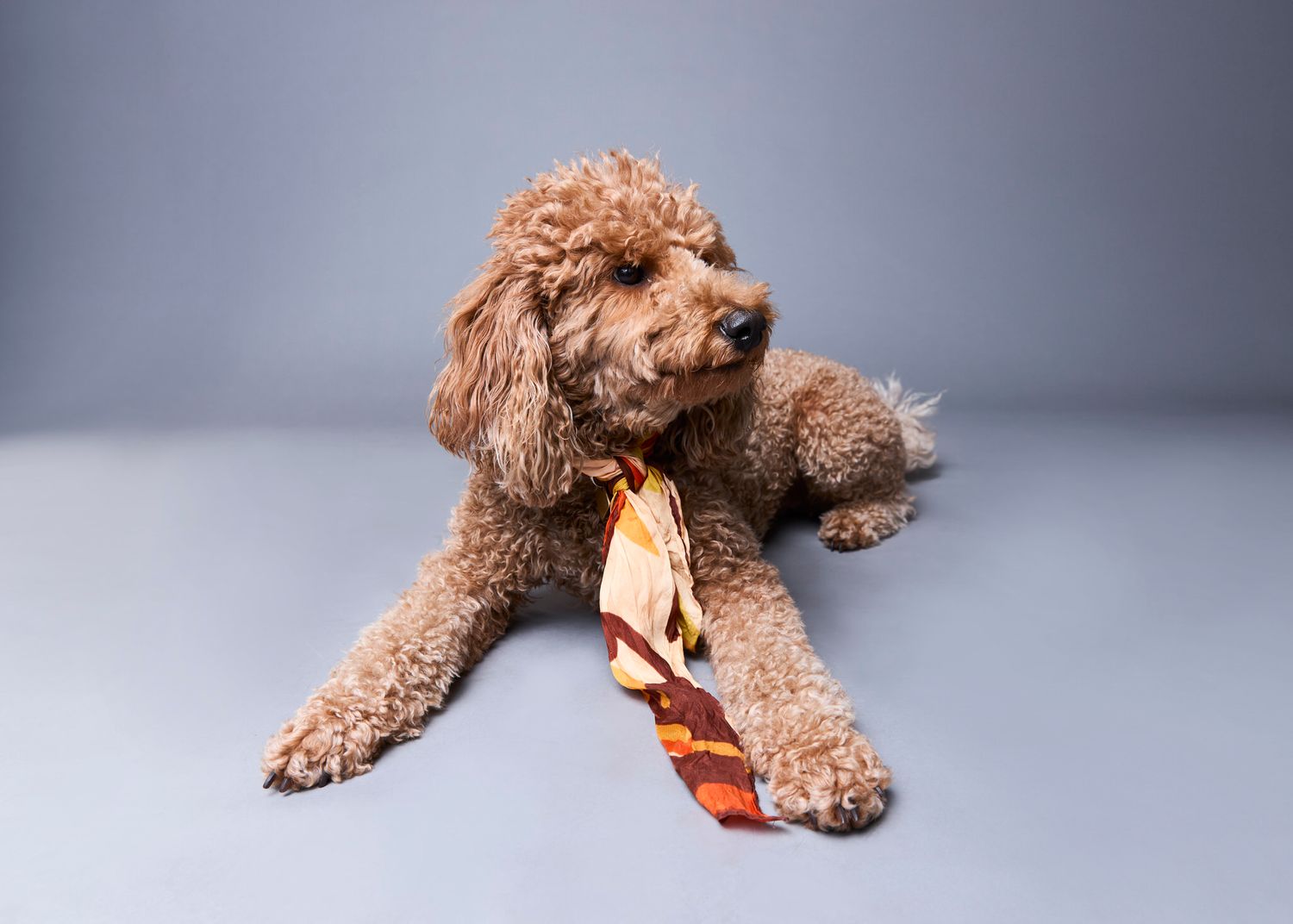 A fluffy brown poodle wearing a colorful necktie poses on a gray background.