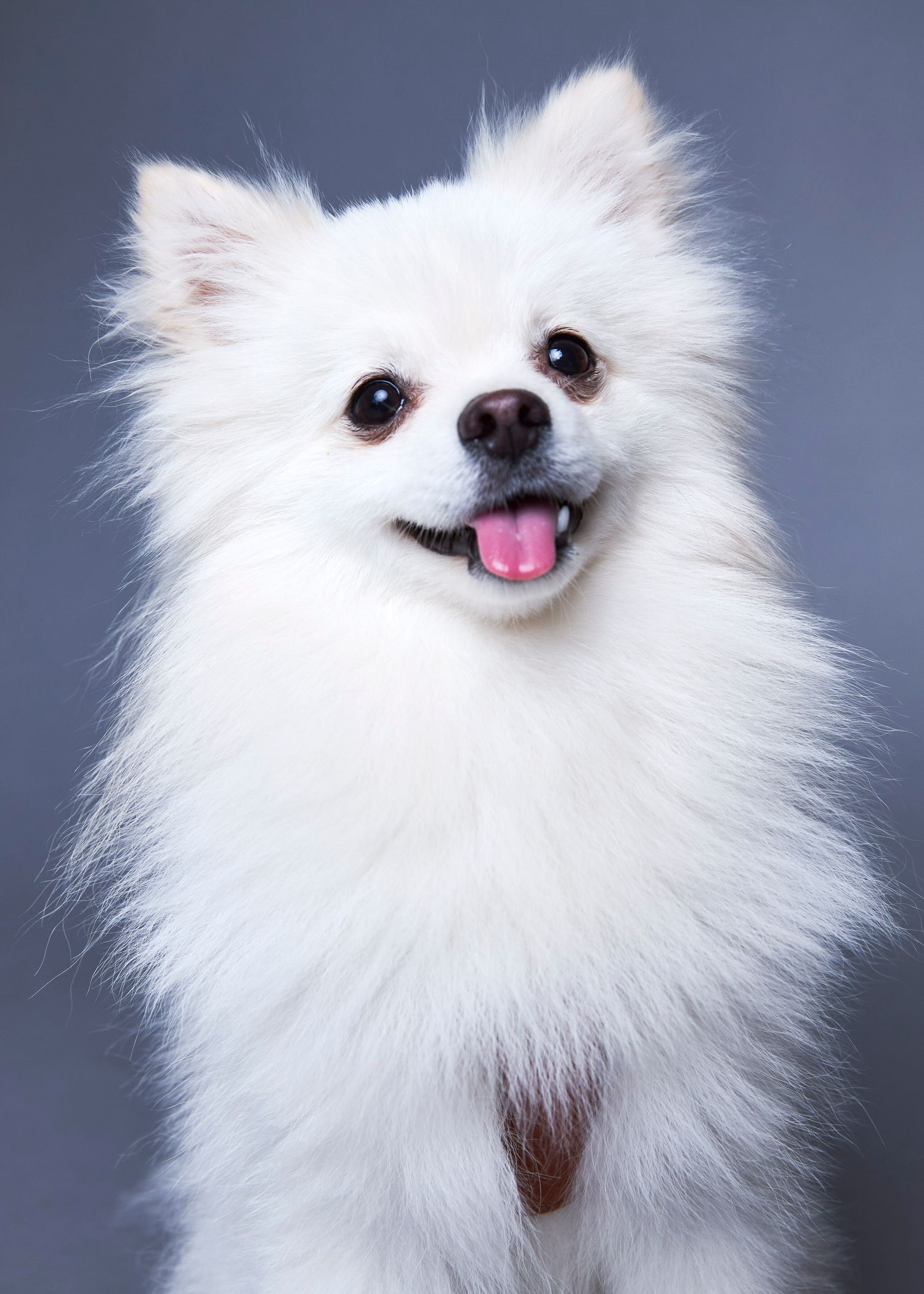 Fluffy white Pomeranian dog smiling with tongue out against a gray studio background.