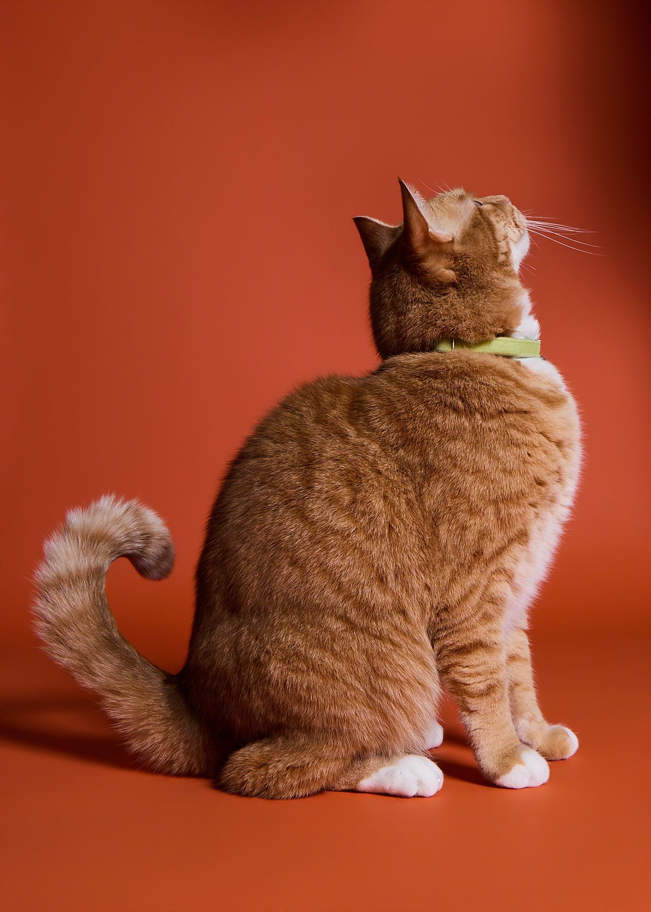 An orange tabby cat with a green collar sits with its back turned against a vibrant red-orange background.