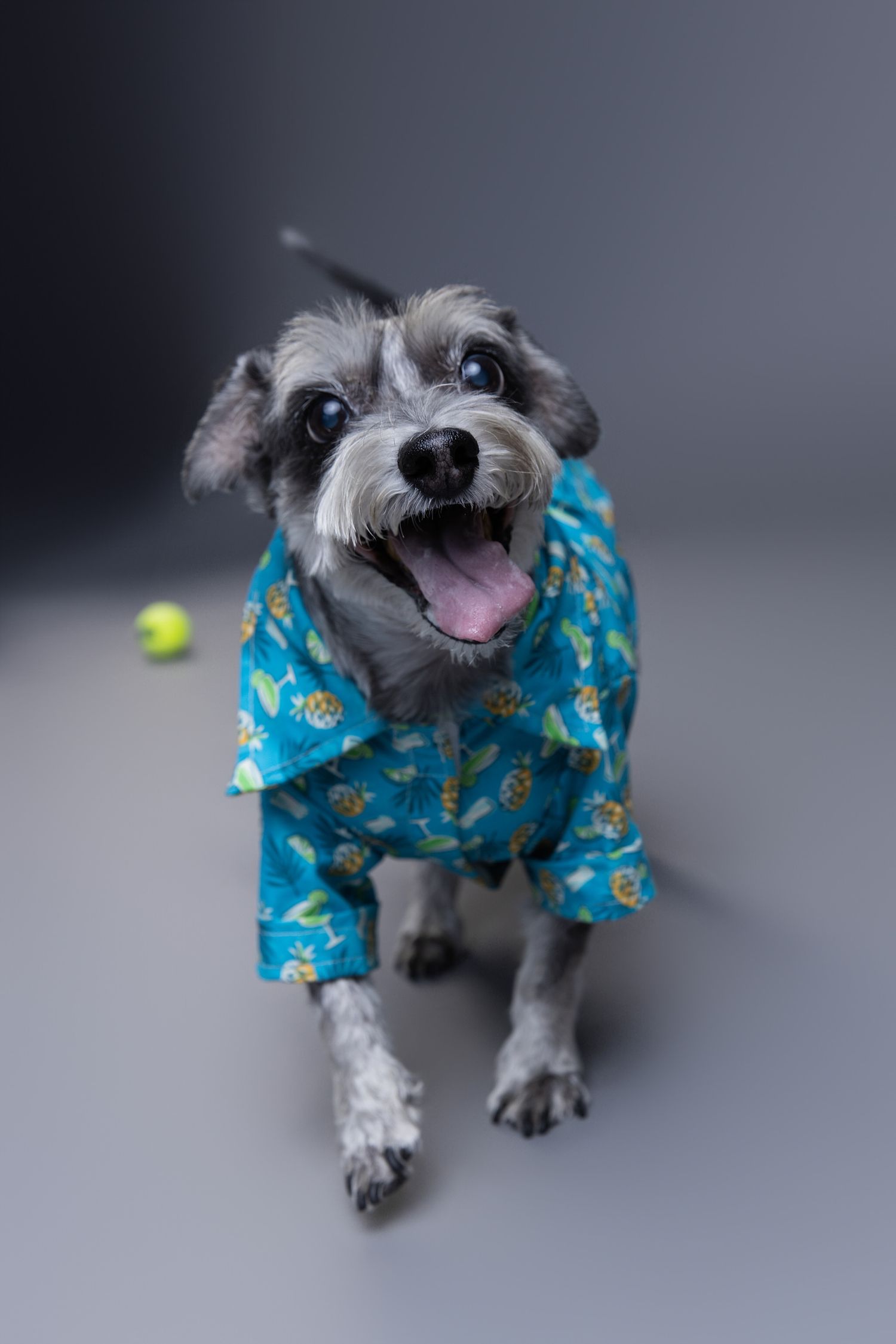 Adorable Schnauzer dog wearing a blue floral Hawaiian shirt, sitting happily with mouth open on a gray background.