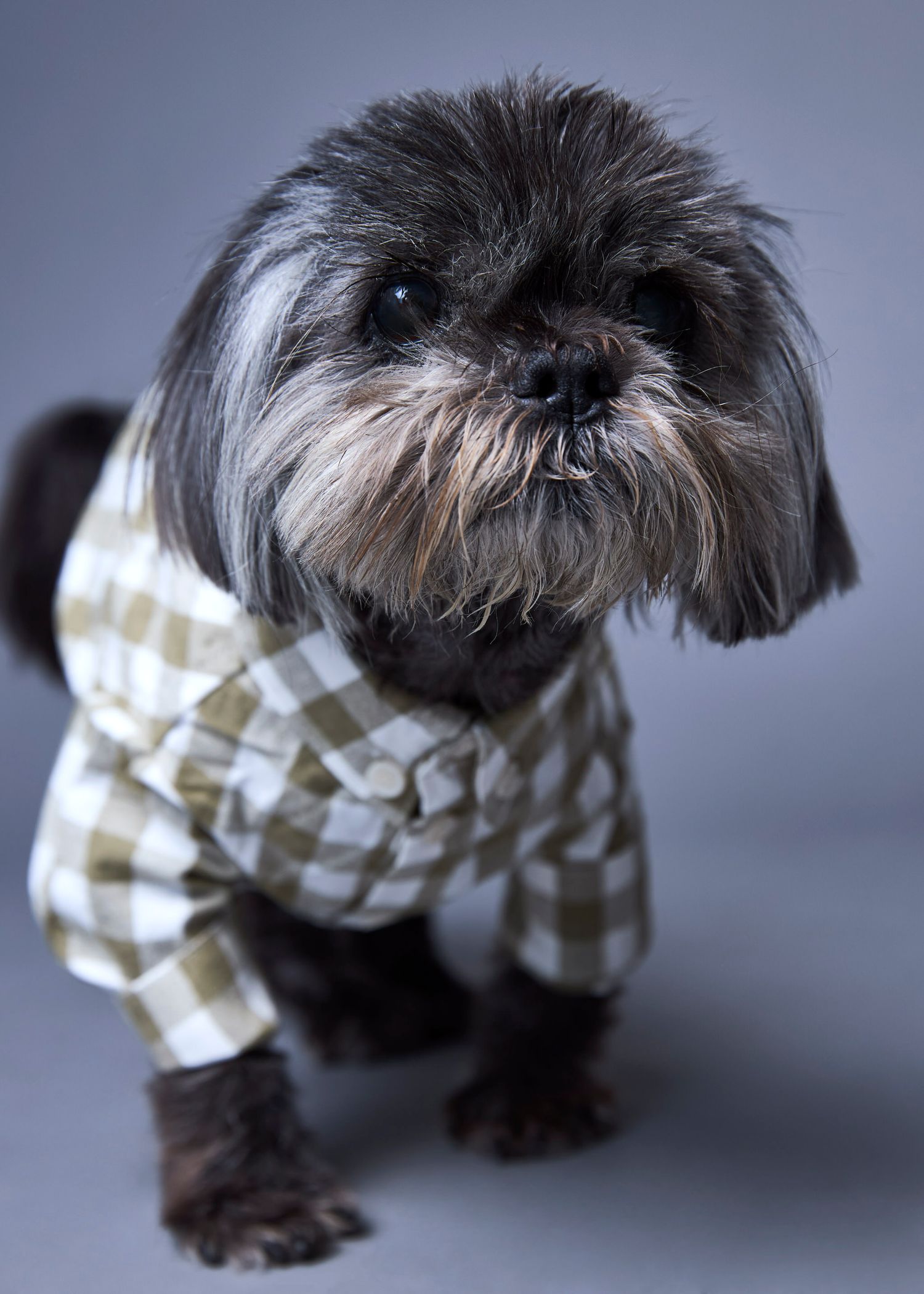 A small Shih Tzu dog wearing a plaid checkered shirt poses against a gray studio background.