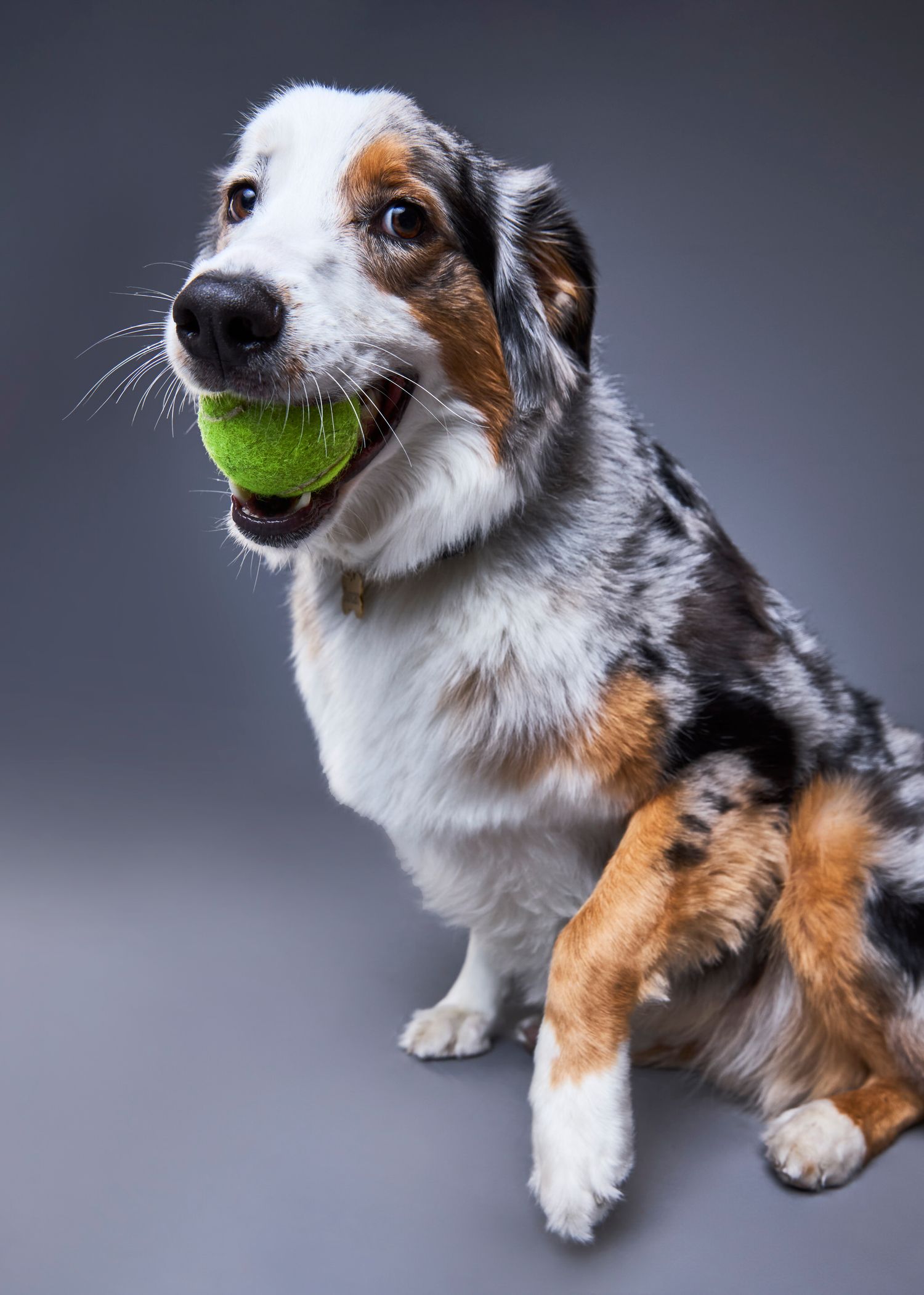 An Australian Shepherd dog sits holding a tennis ball in its mouth against a gray studio background.