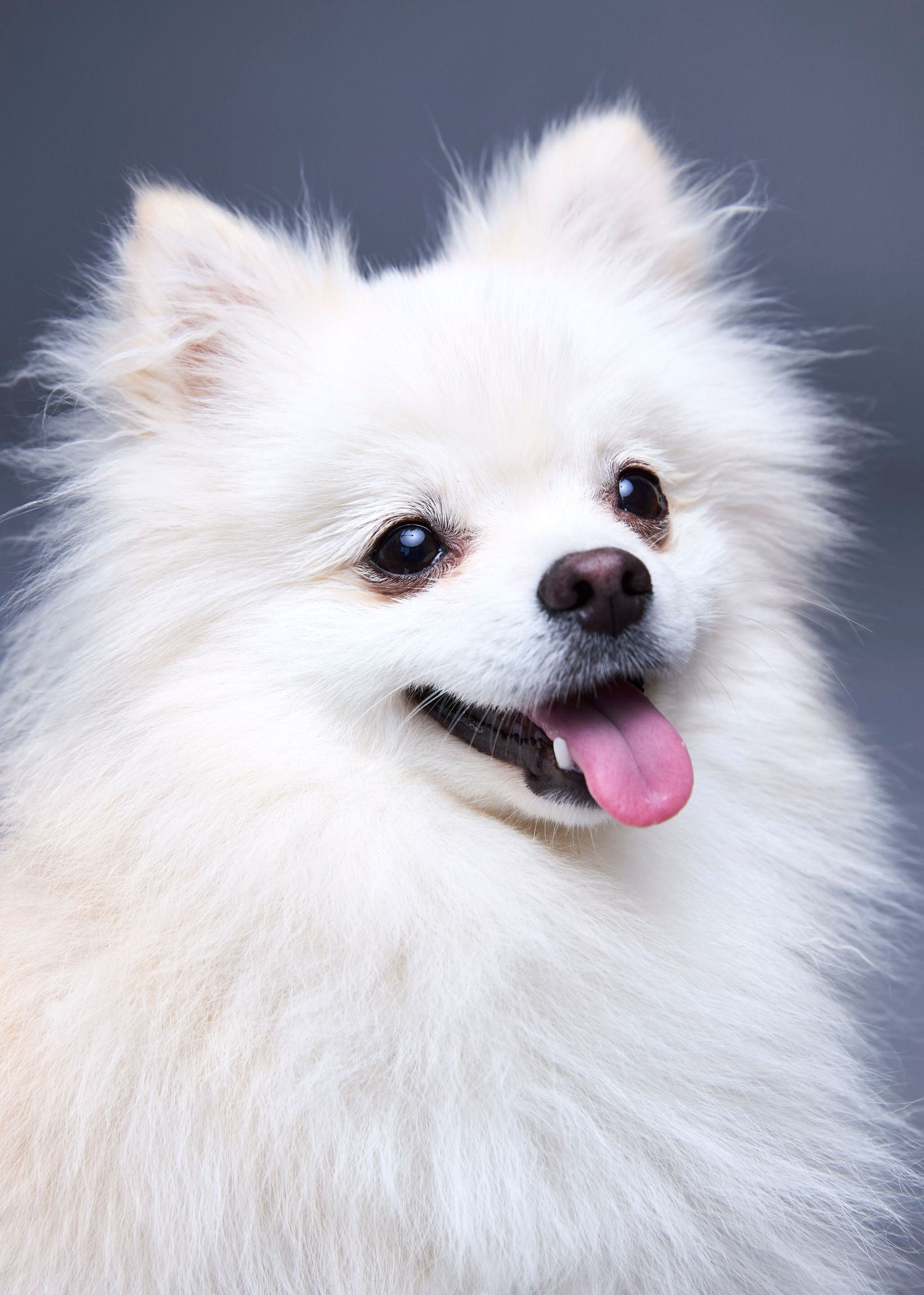 A fluffy white Pomeranian dog with bright eyes and pink tongue out, posed against a gray studio background.
