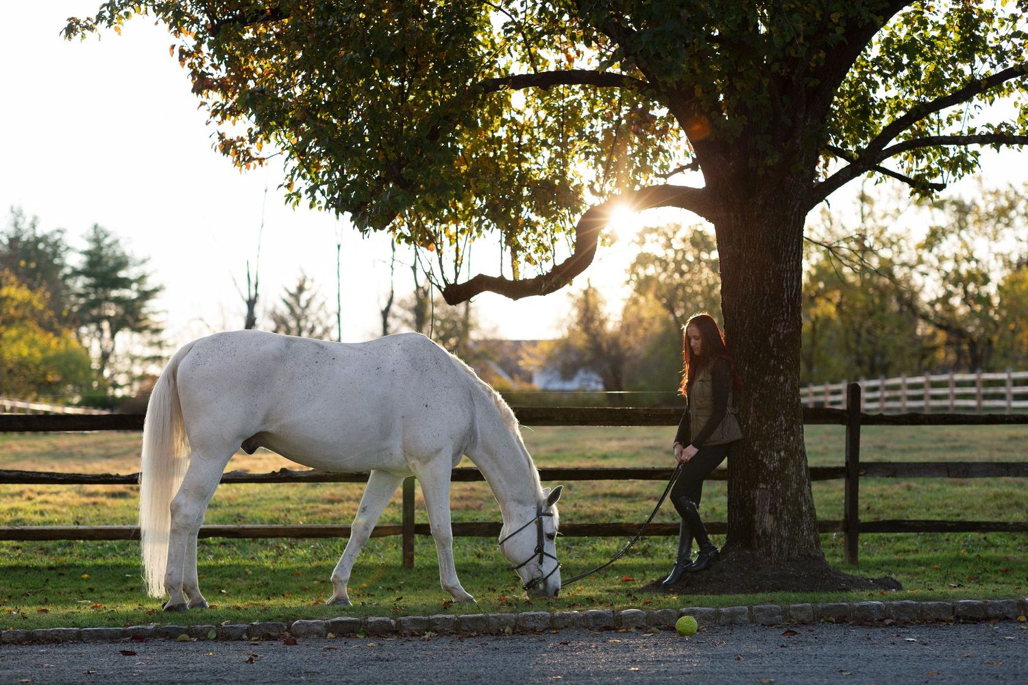 White horse walks along a tree-lined path during autumn sunset.
