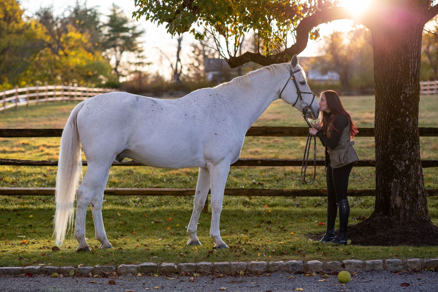 A white horse stands in a fenced pasture at sunset while someone tends to it under a tree.
