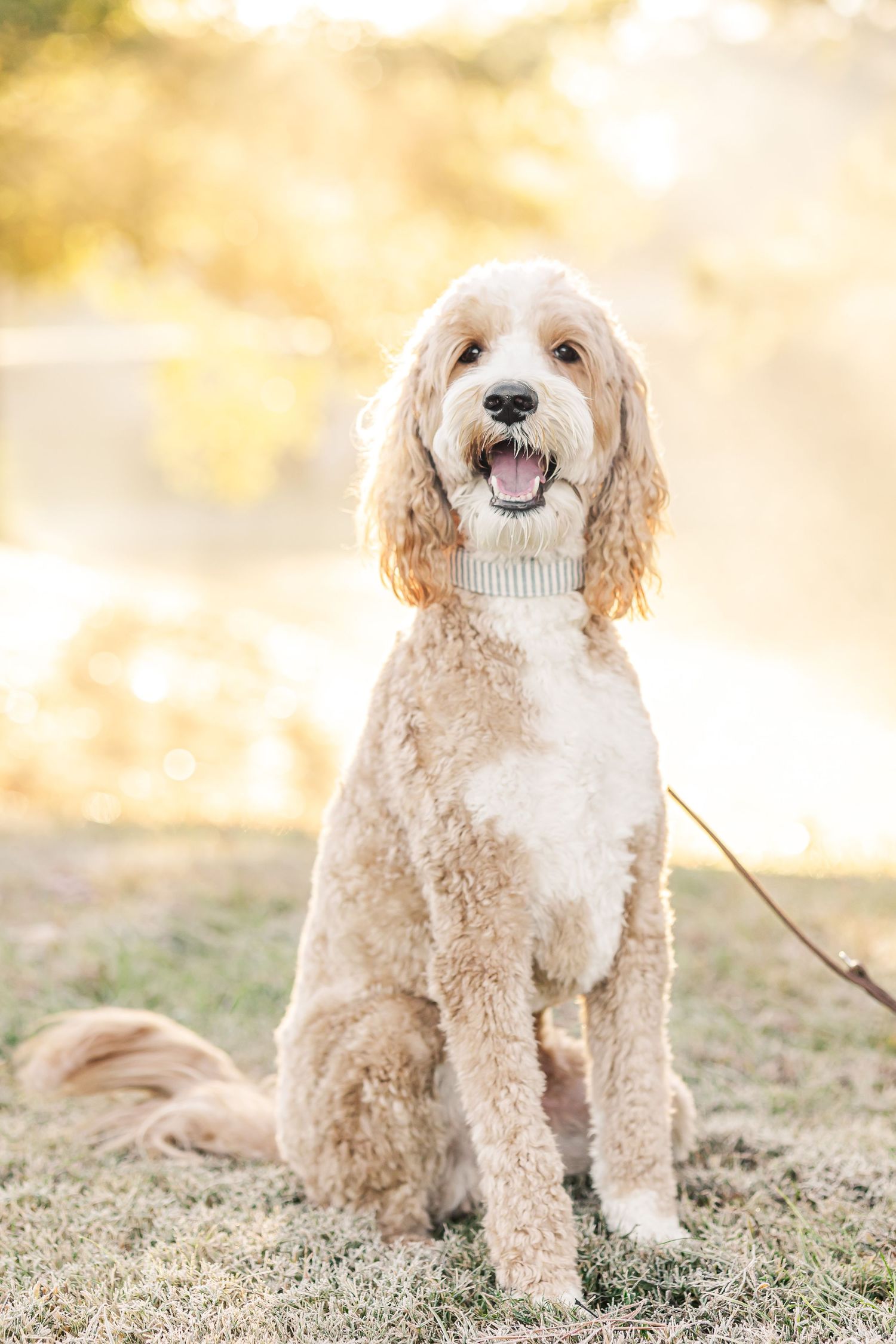 Fluffy goldendoodle sitting on grass in glowing golden morning light outdoors.