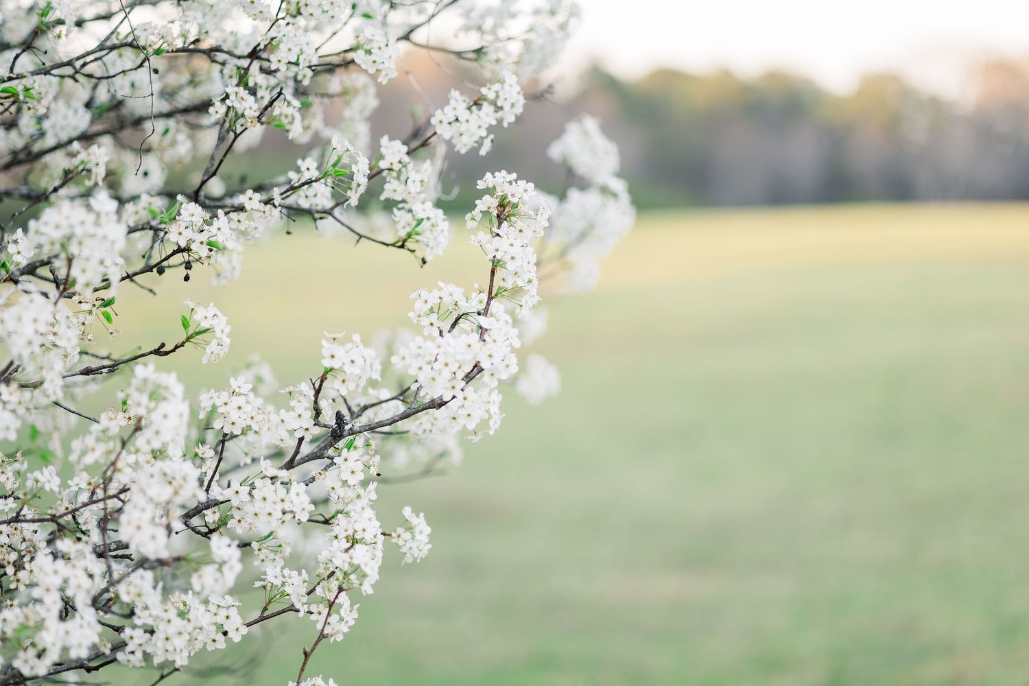 White cherry blossom tree branches blooming in spring with green field background.