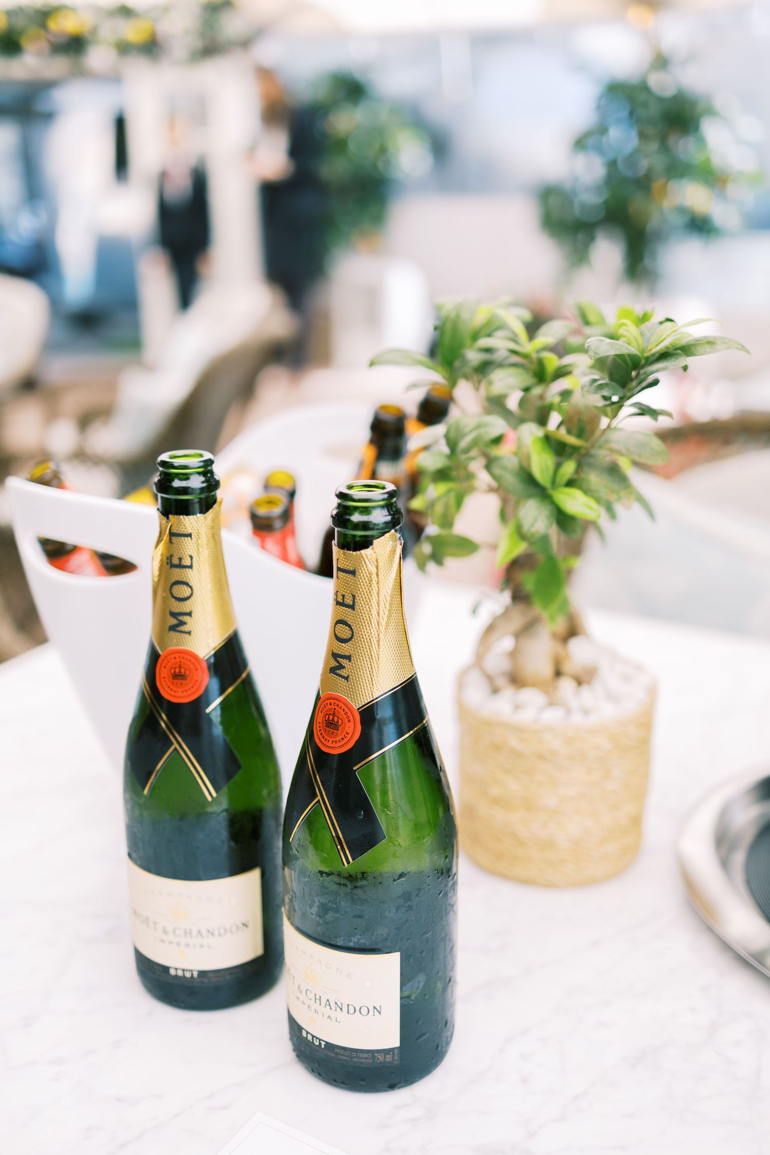 Two bottles of Moet and Chandon champagne on a white table next to a small potted plant.