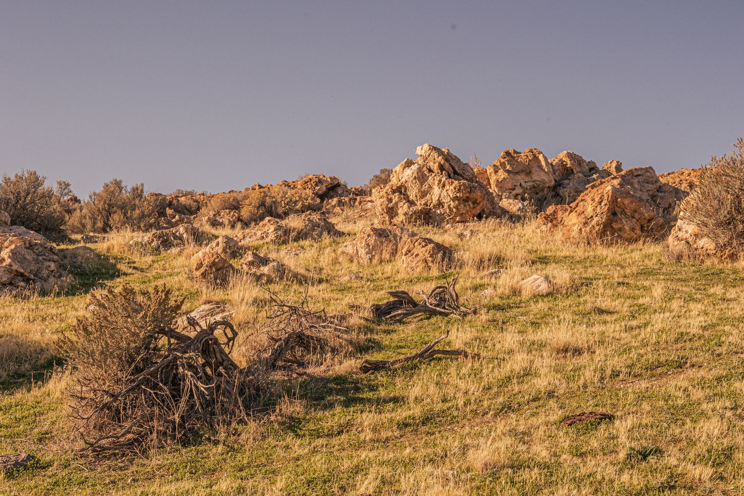 Rocky outcrop with dry grass and shrubs in golden hour desert landscape.