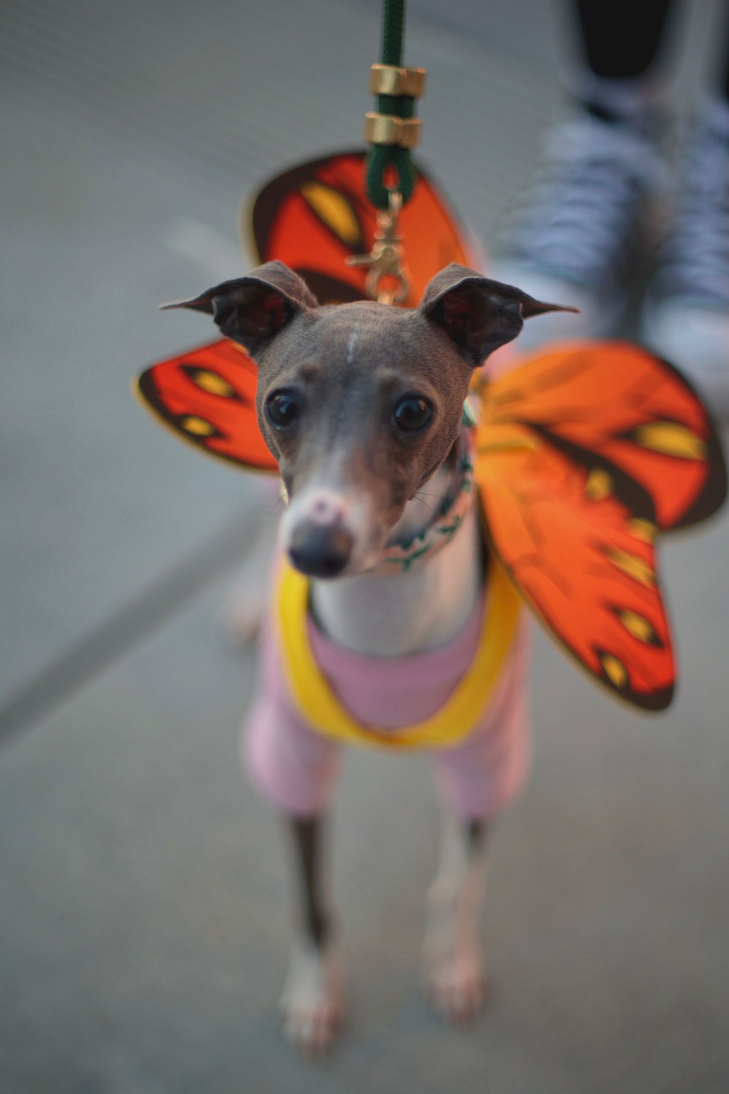 Small Italian Greyhound dog dressed in pink outfit with orange butterfly wings on a leash.