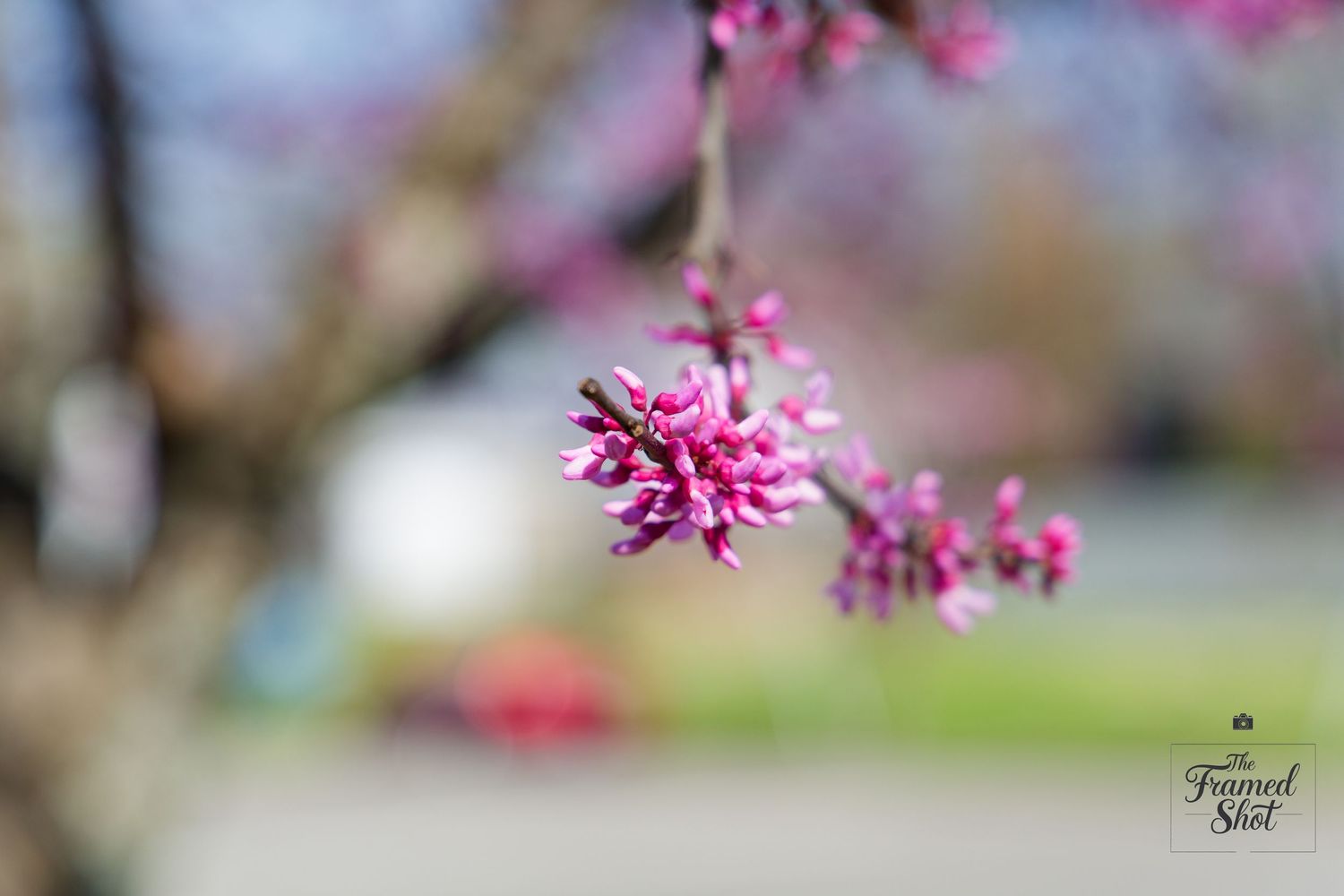 Selective focus on pink spring blossoms with blurred background. downtown Richmond, Virginia, RVA