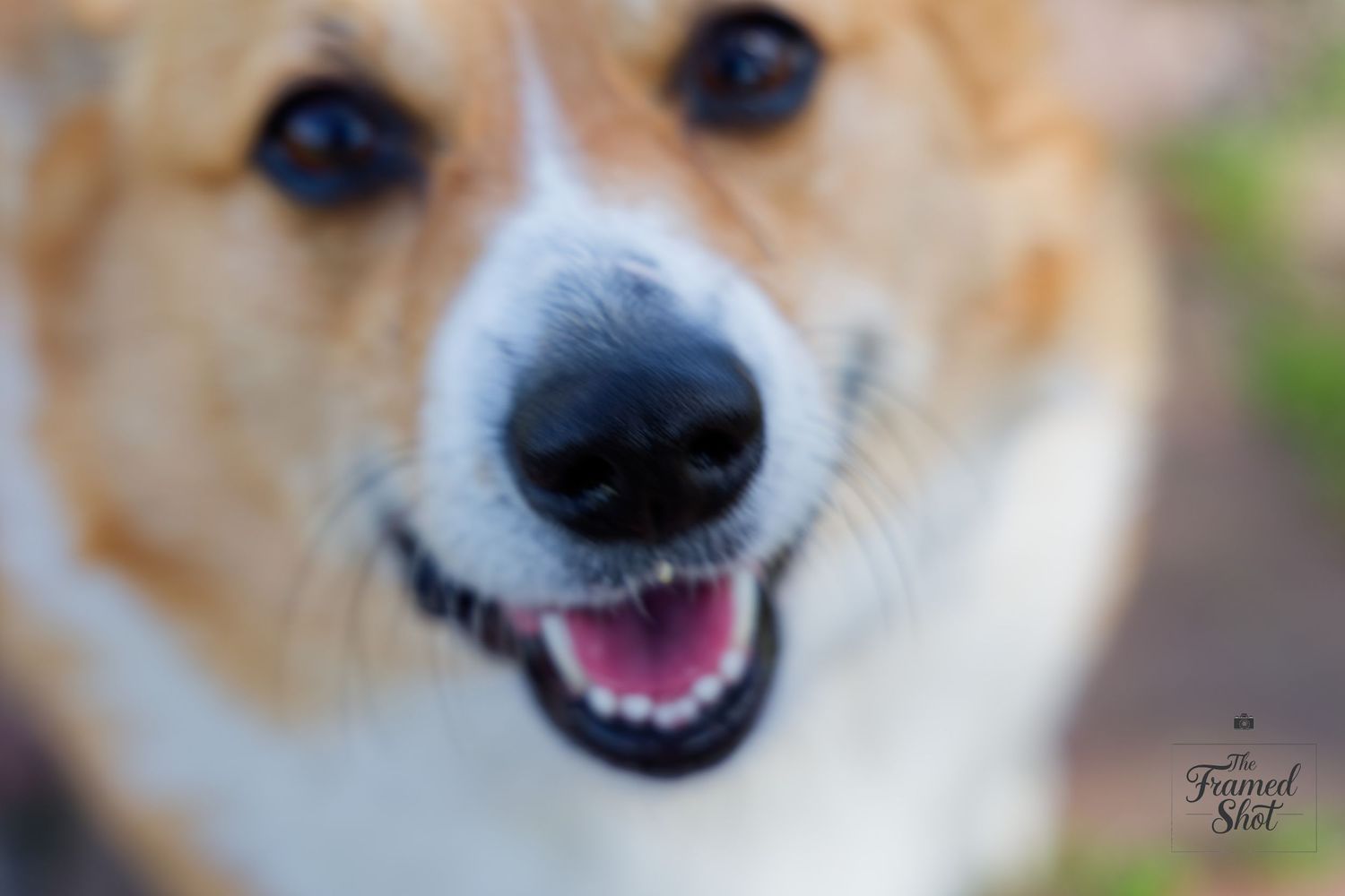 Close-up portrait of a smiling Corgi dog with a black nose and happy expression.