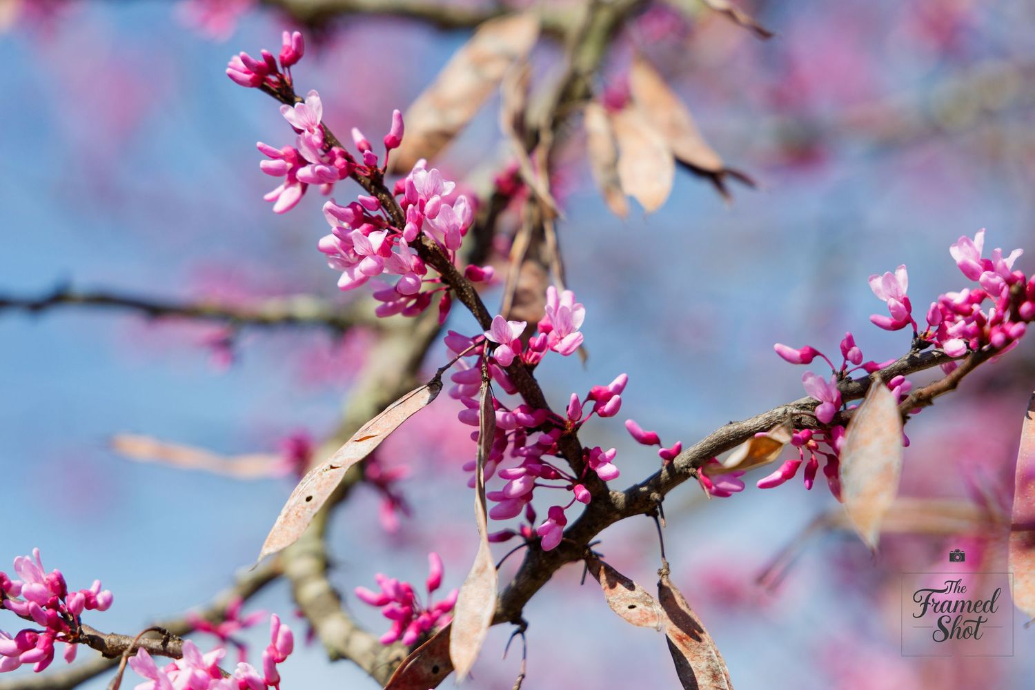 Close-up of vibrant pink redbud tree blossoms with branches against blue sky. downtown Richmond, Virginia, RVA