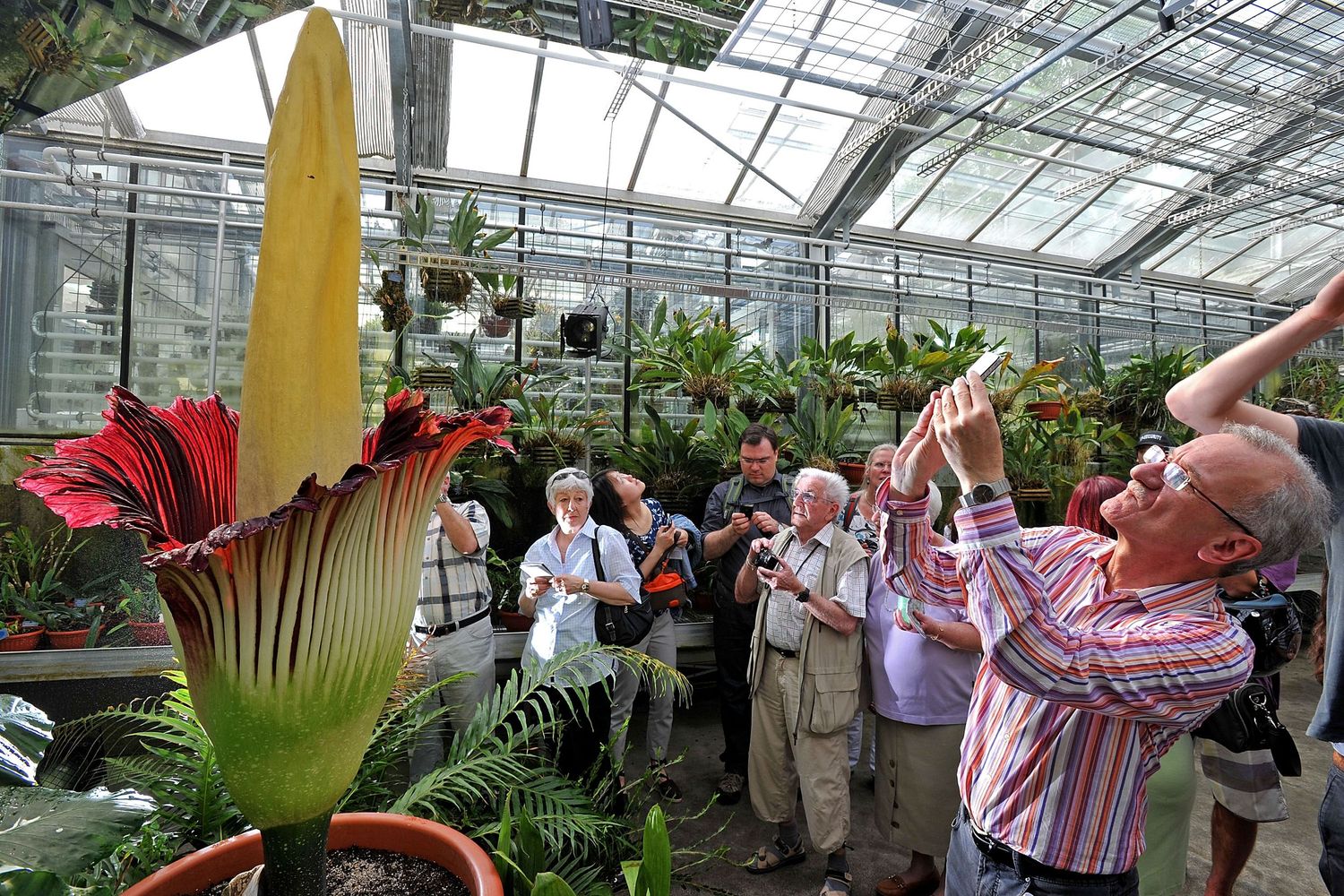 Visitors photograph a giant blooming Amorphophallus titanum corpse flower in a greenhouse.