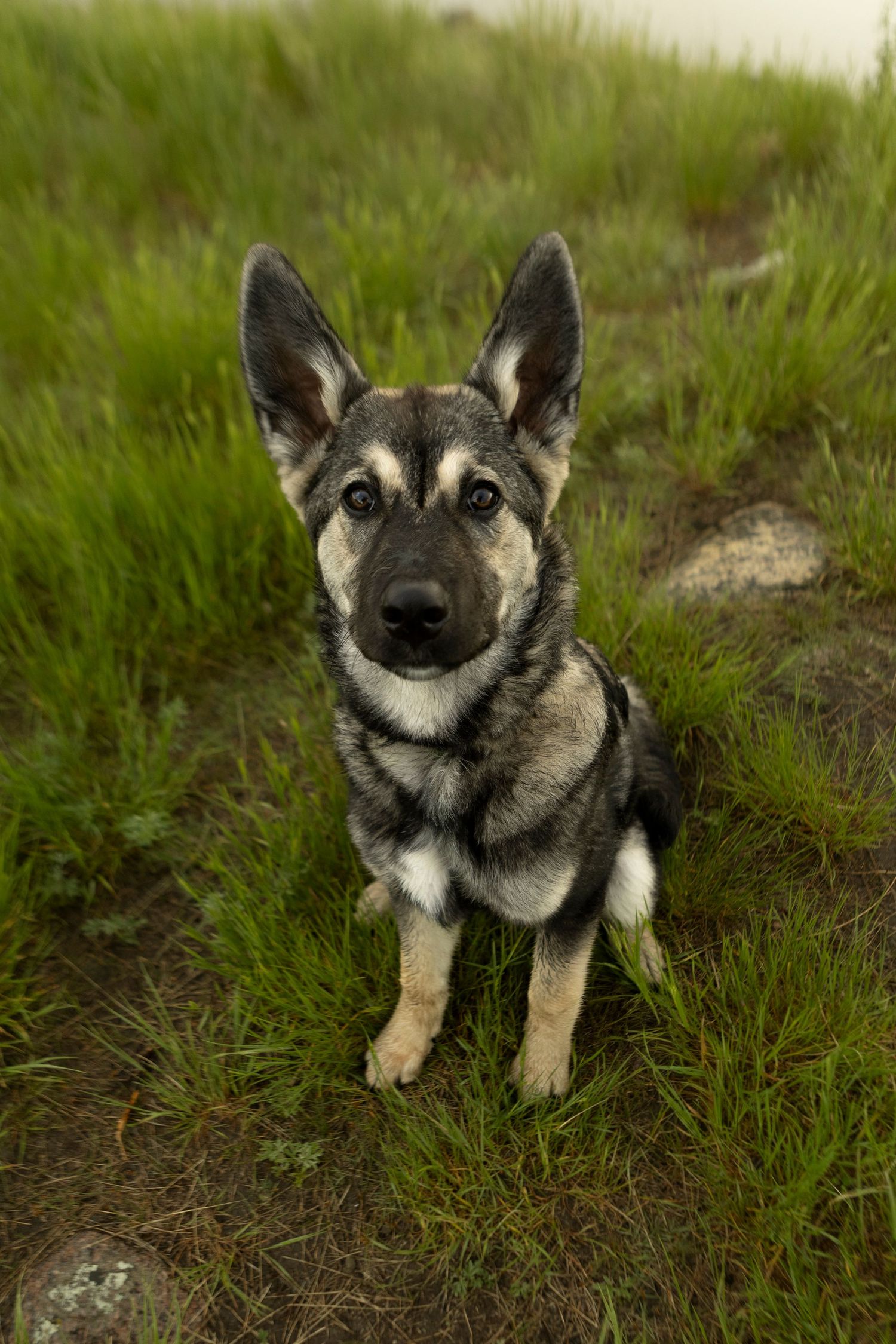 A young German Shepherd puppy sits attentively in green grass, displaying large ears and a gray and black coat.