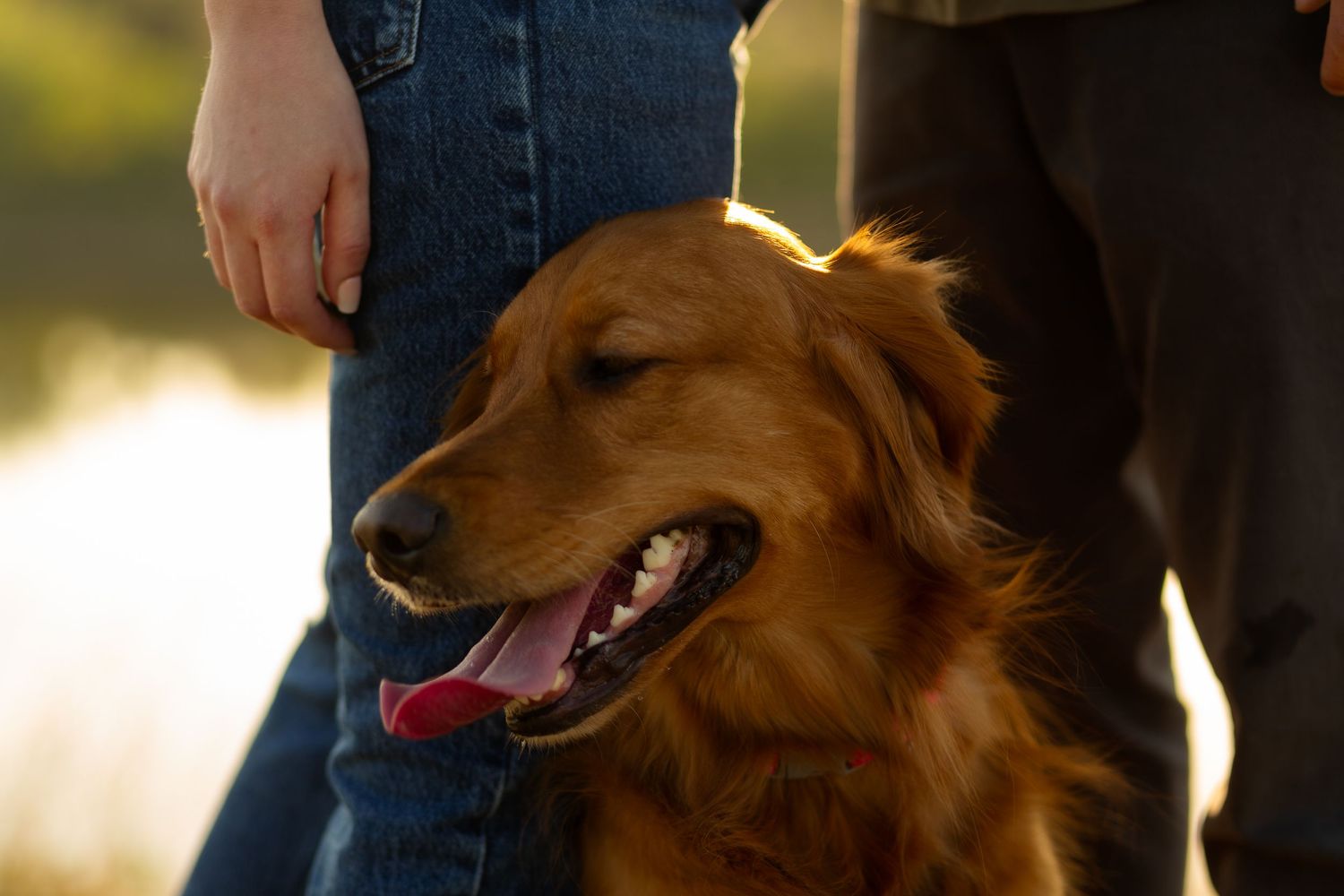 Happy golden retriever dog with tongue out captured in warm sunset lighting.