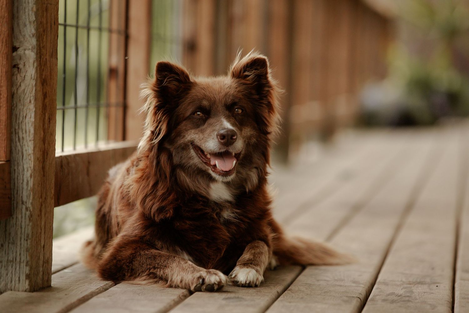 Happy brown dog with fluffy fur lying on wooden deck with tongue out.