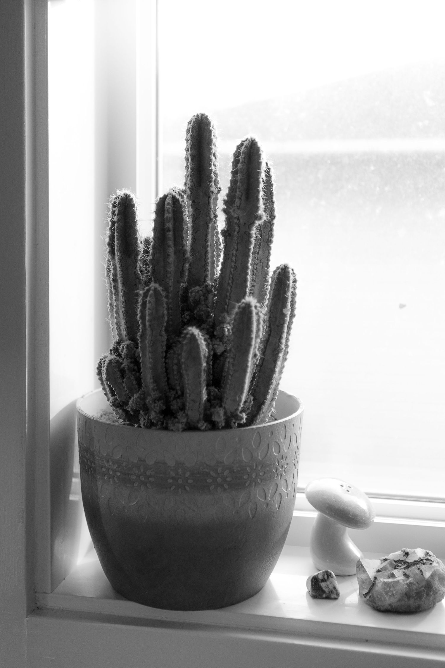 A collection of tall cacti plants displayed in decorative pots on a bright windowsill.