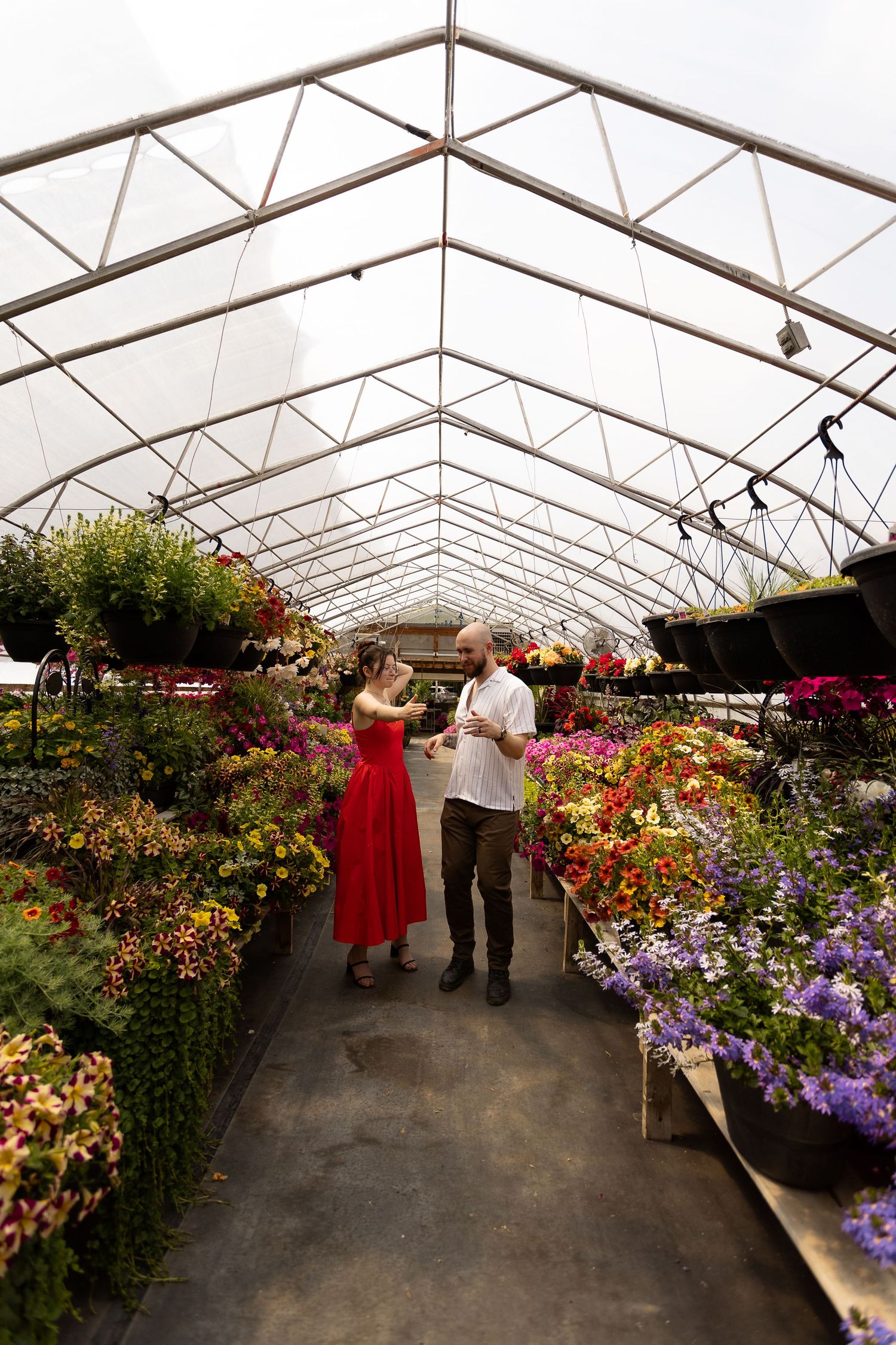 Couple walking through a greenhouse filled with vibrant flowers and plants under translucent roof at the Berry Barn in Saskatoon, Sask.