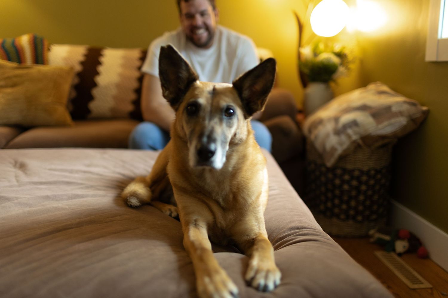 A German Shepherd dog relaxes on a cozy bed in warm indoor lighting.