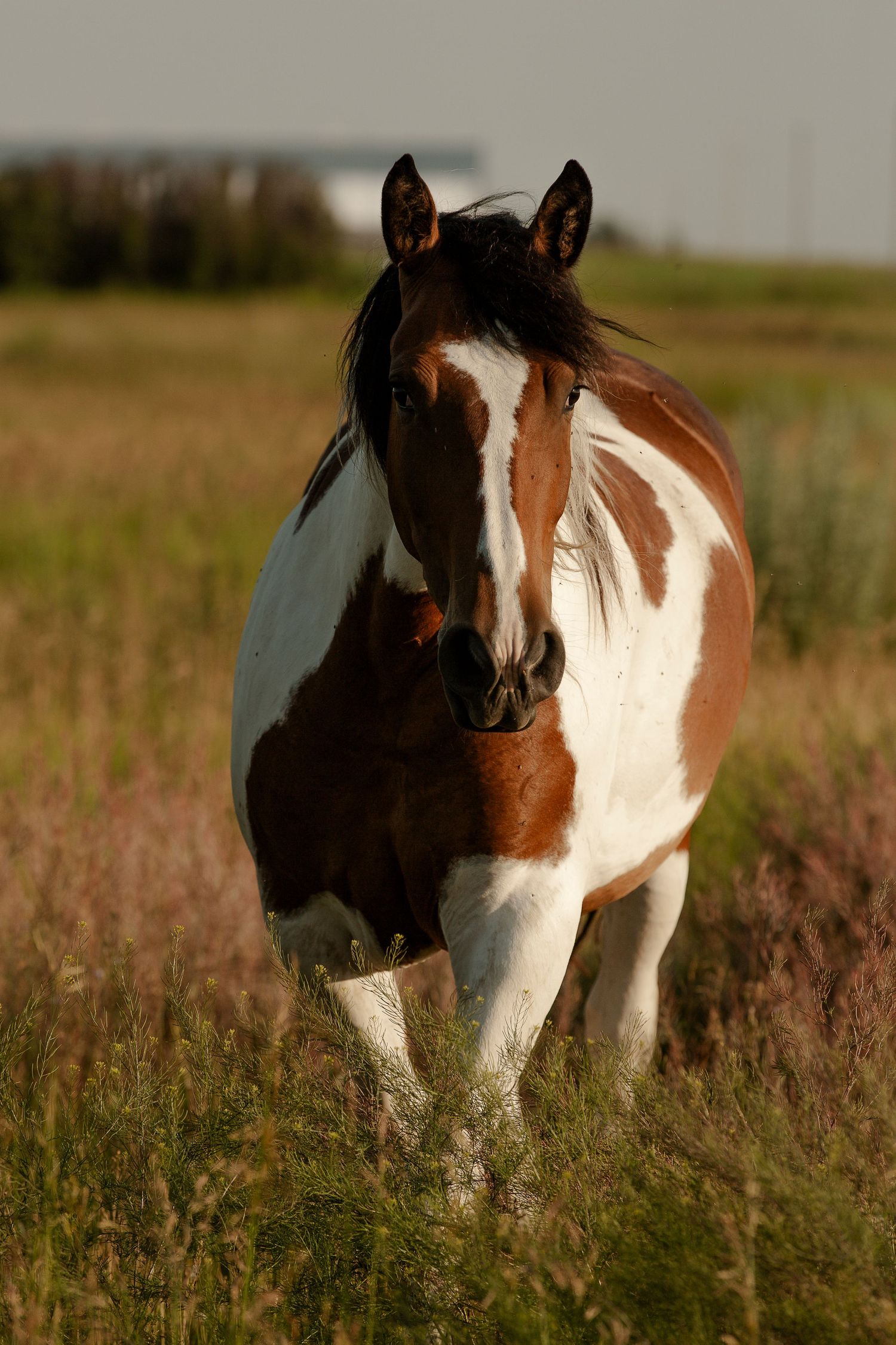 A paint horse with distinctive brown and white markings stands in a sunlit grassy field.