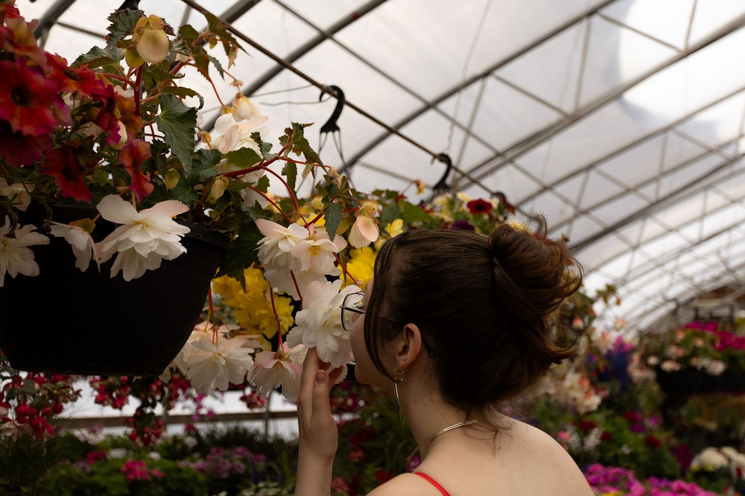Person in a greenhouse examining hanging flower baskets filled with colorful blooms at the Berry Barn in Saskatoon, Sask.