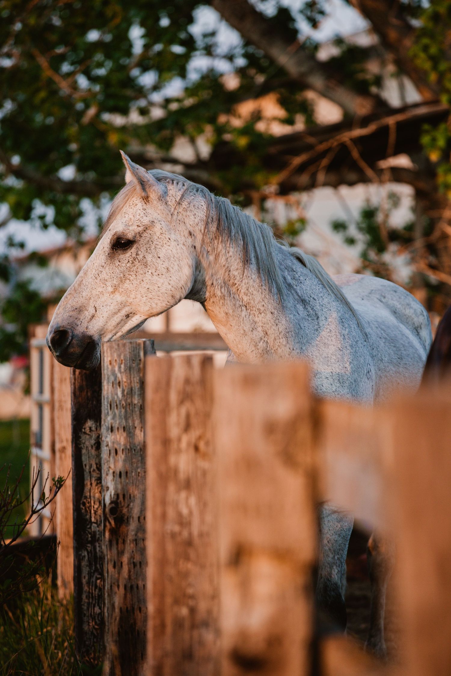 A white horse peeks over a wooden fence at sunset with soft golden lighting.