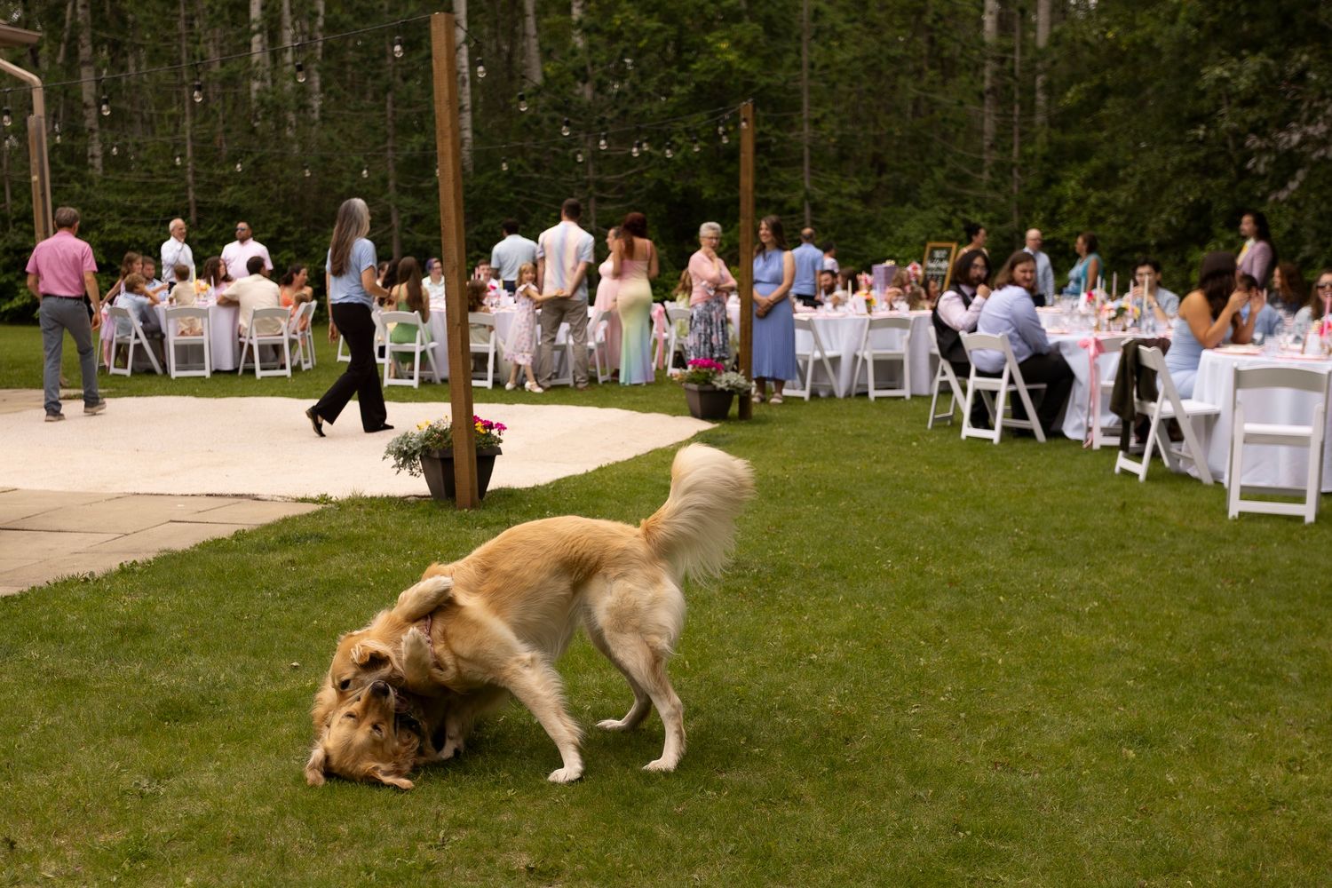 Outdoor wedding ceremony setup with white chairs on a grassy lawn surrounded by trees.