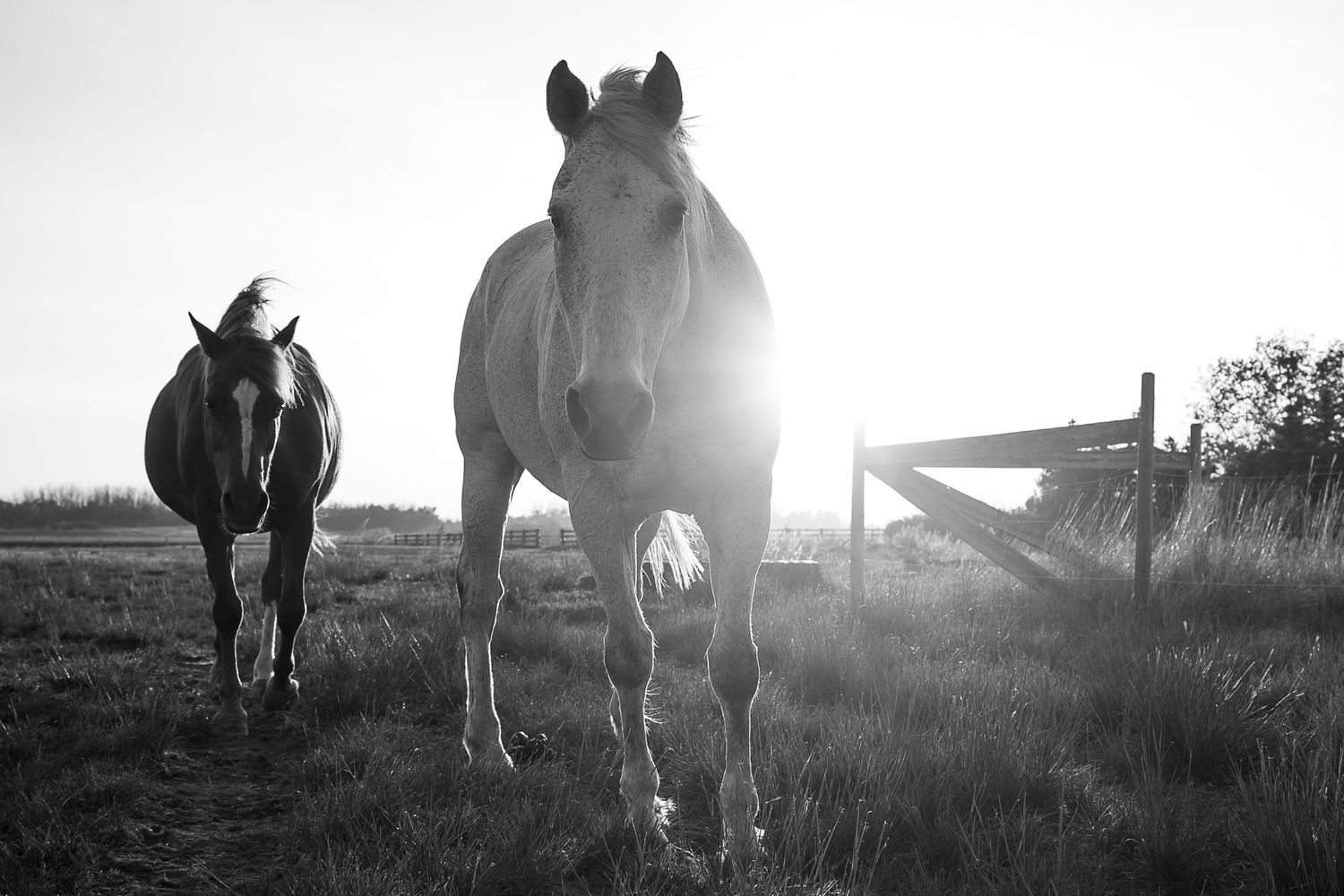 Silhouettes of horses grazing in a misty field at sunrise.