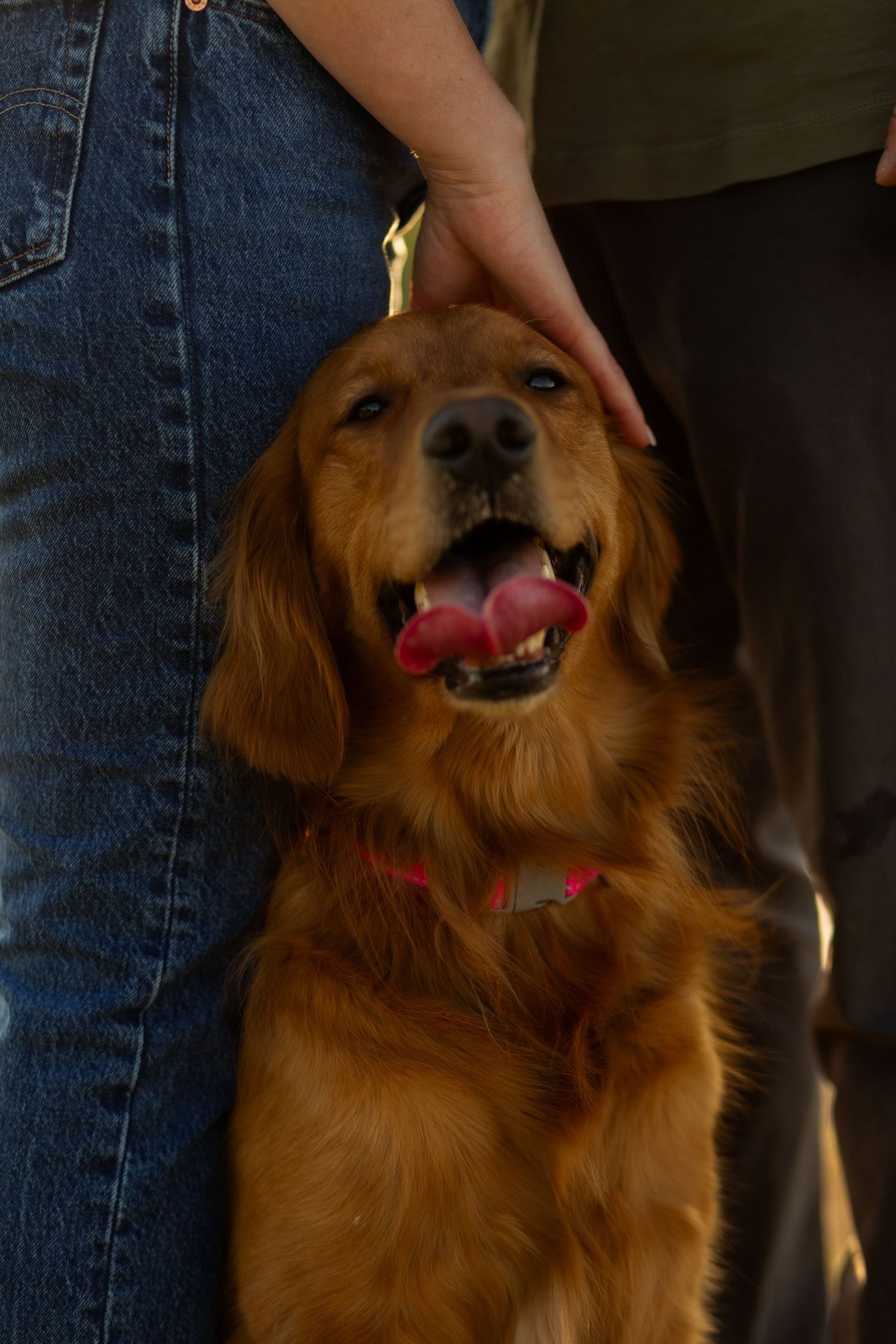 Happy Golden Retriever dog smiling and being petted while wearing a red collar.