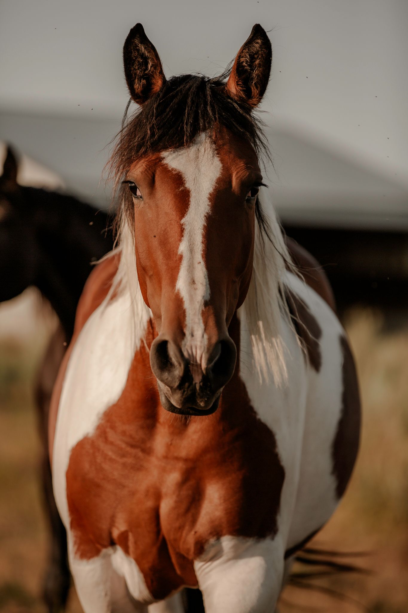 Portrait series of a brown and white paint horse with expressive features in natural lighting.