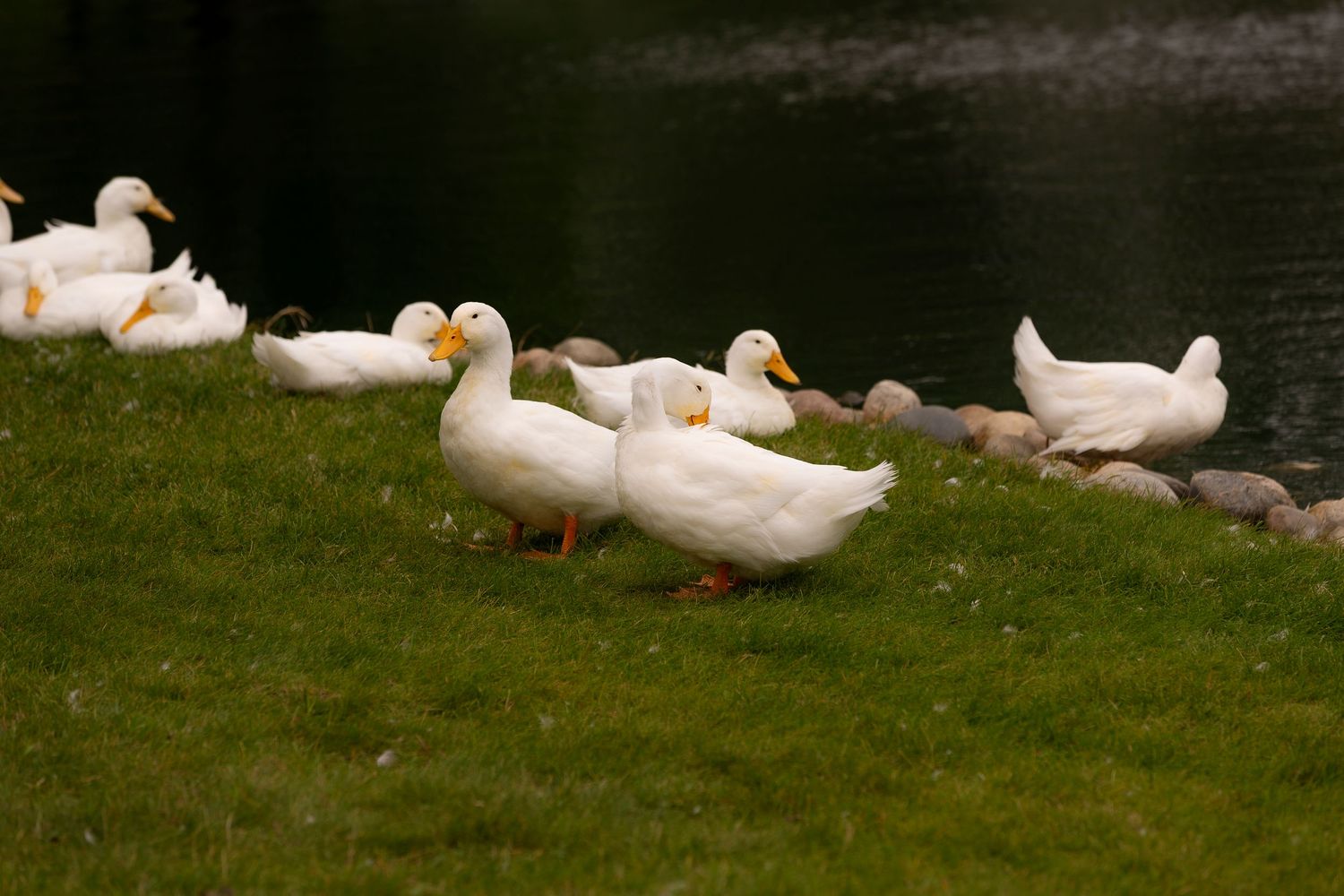 Group of white ducks resting on grass near a pond at park in Prince Albert, Saskatchewan.